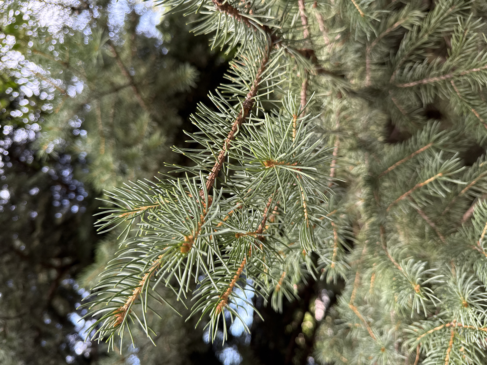 A close-up, eye-level shot shows a branch of a conifer tree, likely a spruce or fir, with its needles clearly in focus. The needles are a muted green with lighter tips and are densely packed along the brown branches. In the background, the bokeh effect softens the foliage and hints of blue sky are visible, suggesting an outdoor setting on a bright day. The image appears to be taken in a park or garden, possibly in Plovdiv, Bulgaria, given the specific location requirement. No people or actions are depicted.