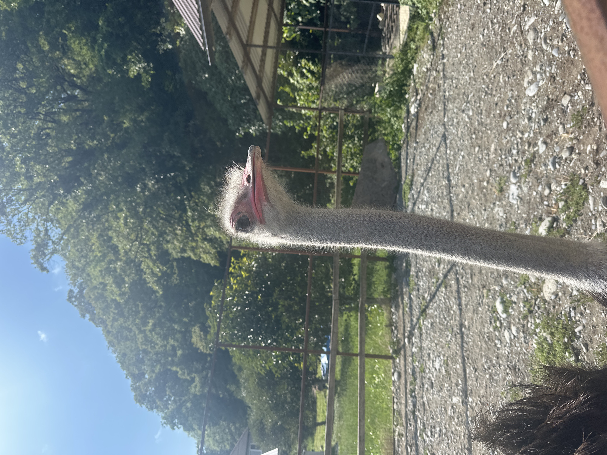 An ostrich stands in a yard, its long neck and head filling the foreground. The ostrich has light grey, fuzzy feathers on its neck, and its head is mostly grey with reddish skin around its eyes and beak. Its beak is pink with a darker tip. Behind the ostrich, a wooden fence separates the yard from a grassy area with some scattered rocks and pebbles. In the background, trees cover a hillside under a clear blue sky with a few wispy clouds. To the right, a simple open-sided shelter with a corrugated metal roof is visible. This scene appears to be an enclosure for the ostrich in or near the rural area of Bolshoy Kichmai, Russia, likely a farm or wildlife park.