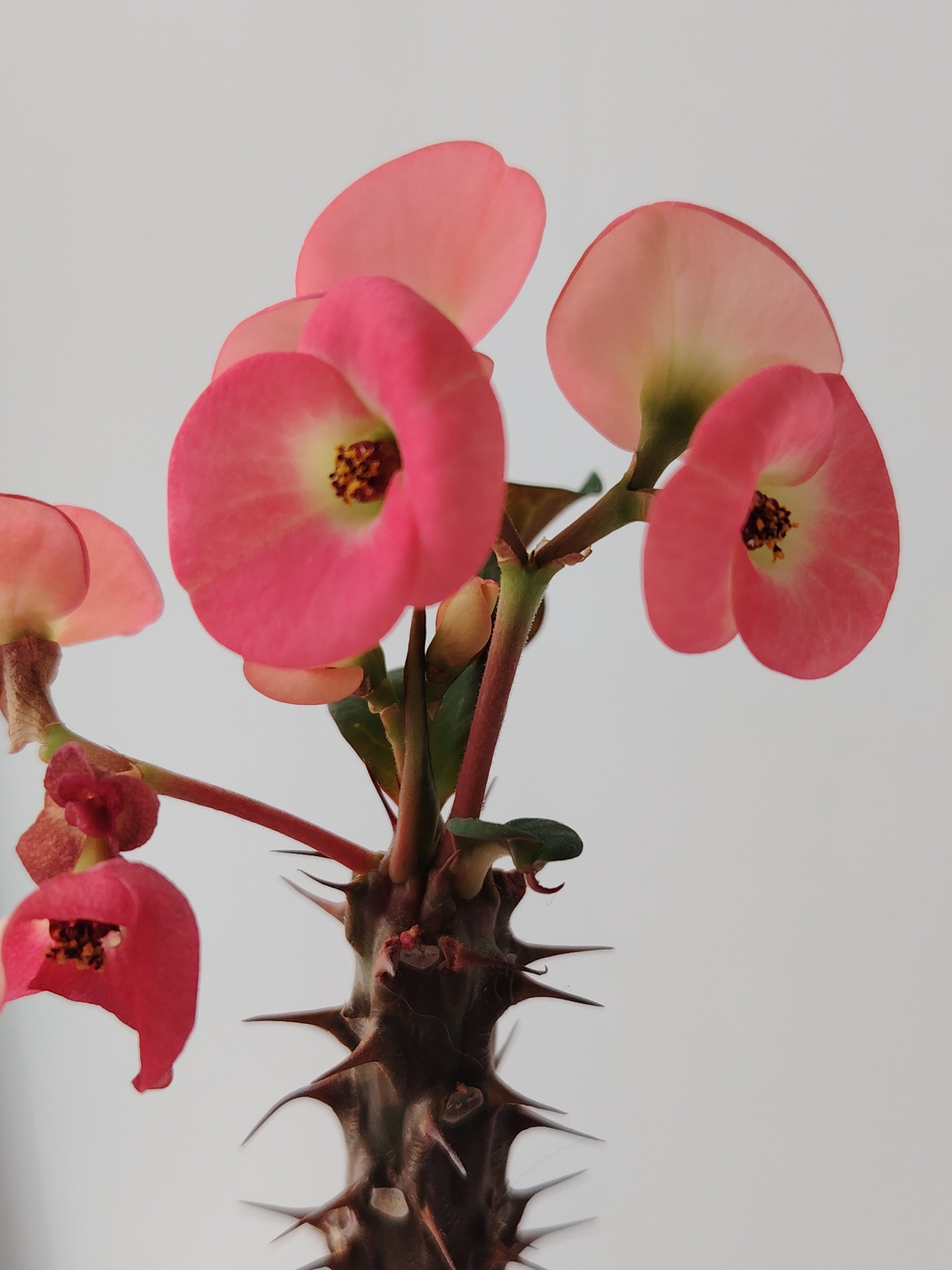 A close-up photograph depicts a thorny plant, possibly a Crown of Thorns (Euphorbia milii), with vibrant pink bracts (modified leaves that resemble petals) arranged in clusters atop a thick, spiky stem. The stem is dark brown, densely covered with sharp, pointed thorns. Several of the bracts show detailed venation and a subtle transition in color, from a deeper pink towards the outer edges to a lighter hue near the center. The background is plain white, providing a stark contrast that highlights the plant's colors and textures. There are no people or apparent location details.