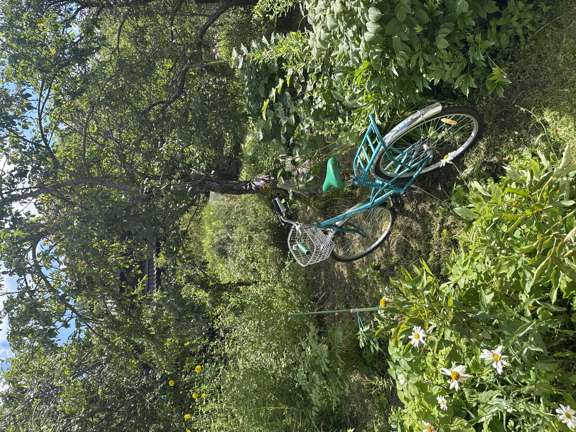 A turquoise bicycle with a white wire basket and a green seat rests on a grassy area within a lush garden. The bicycle is positioned at an angle, with its rear wheel clearly visible. Surrounding the bicycle are various green plants, some with white daisy-like flowers, and trees with dense green foliage. The environment appears to be a natural, overgrown garden setting, possibly in a dacha or rural area. The sky above is partly cloudy and blue. The scene suggests a tranquil, perhaps abandoned or unused, moment in a garden. The location is identified as Krasnaya Presnya SNT, Russia.