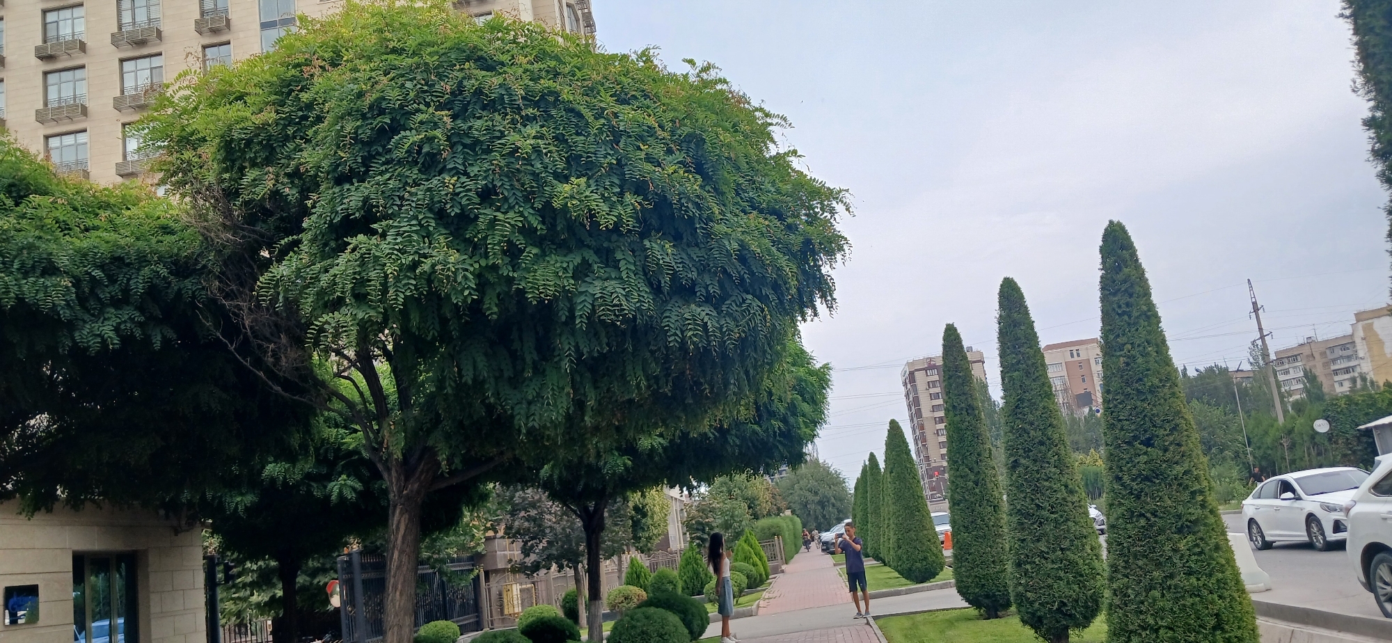 The image depicts a street scene in Bishkek, Kyrgyzstan. A large, lush green tree dominates the left side of the frame, with a multi-story building visible behind it. To the right, a sidewalk is lined with several tall, conical evergreen trees. A man is standing on the sidewalk, appearing to take a photo with his phone. Further down the sidewalk, a woman is standing, looking in the direction of the man. A white car is parked on the street. In the background, more buildings and trees are visible under a cloudy sky.