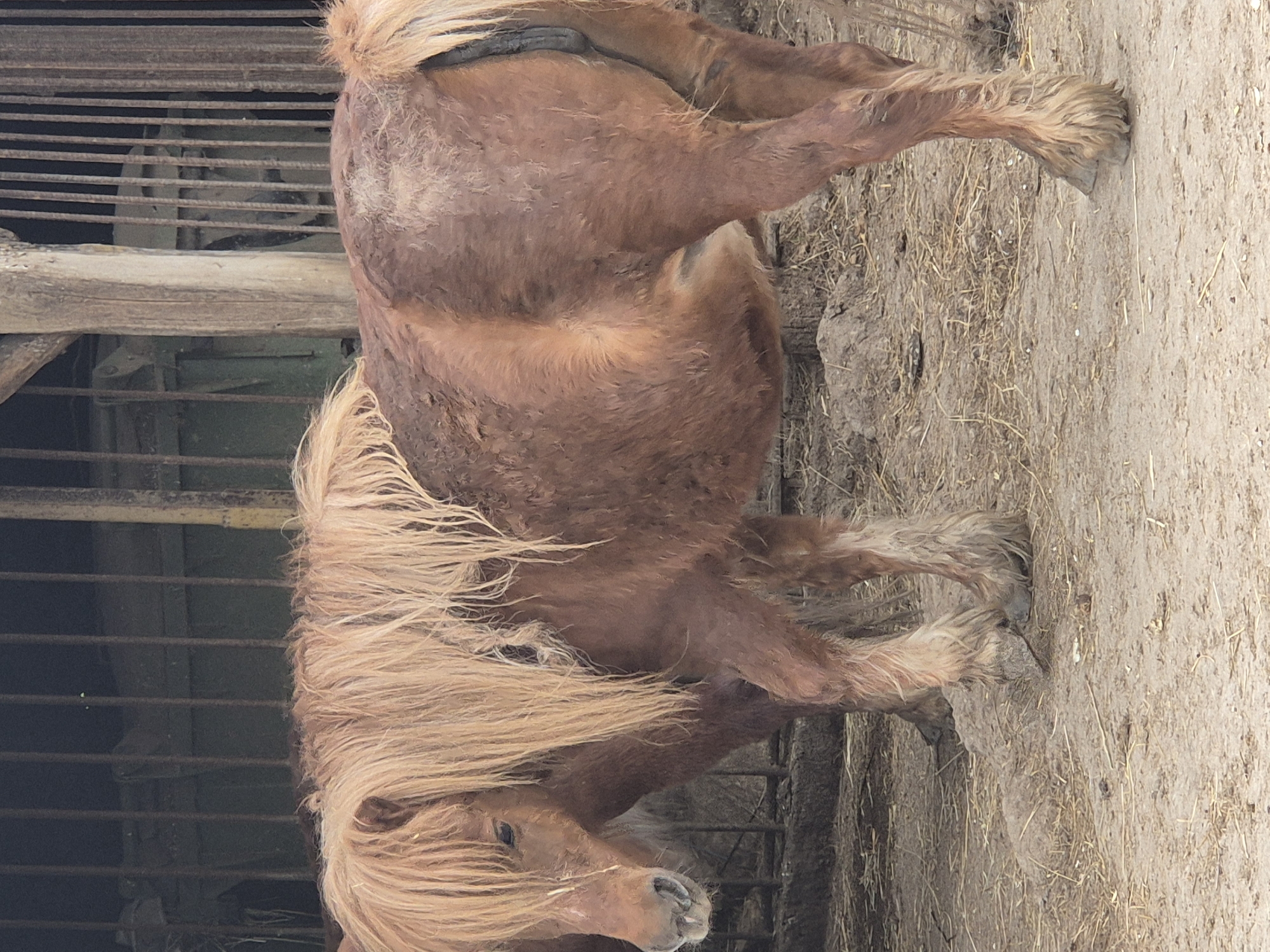 The image shows a brown pony standing next to a fence. The pony has a long blonde mane. The ground is dirt and straw. The location is likely Pavlikeni, Bulgaria.