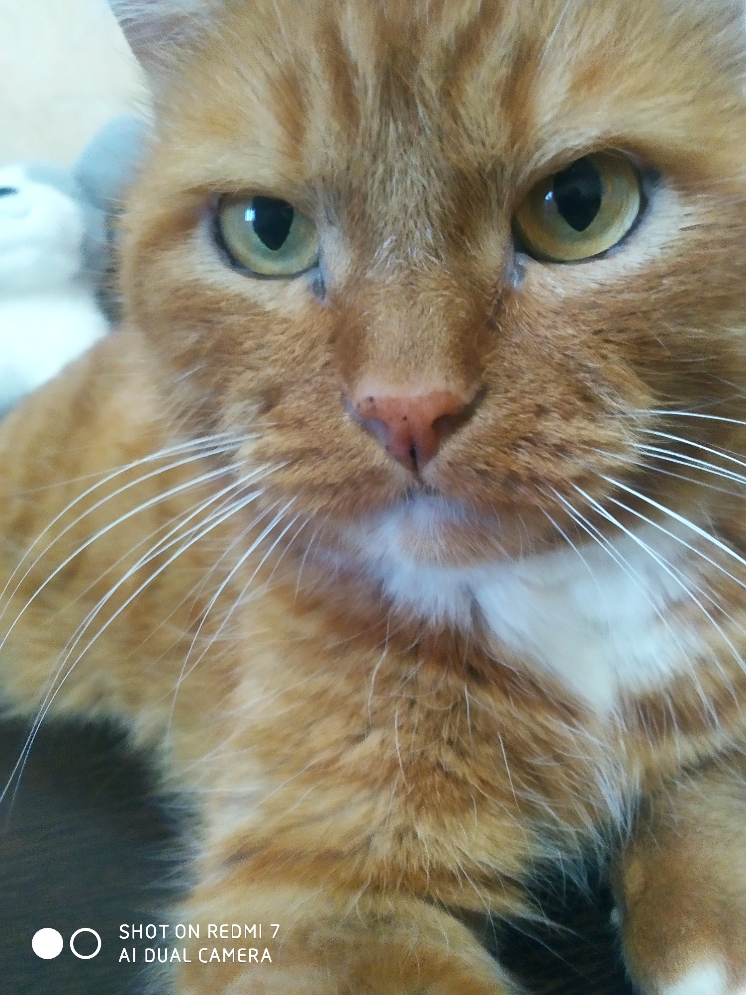 A close-up photograph captures the face of an orange tabby cat. The cat's face is the primary subject, featuring green eyes, a pink nose, and white whiskers. White fur is visible on its chest. The cat appears to be indoors, resting. The background is blurred and indistinct, but a gray object is visible in the upper left corner. The photograph includes a watermark at the bottom with the text "SHOT ON REDMI 7 AI DUAL CAMERA". There is no information indicating the location is Chaikovsky, Russia.