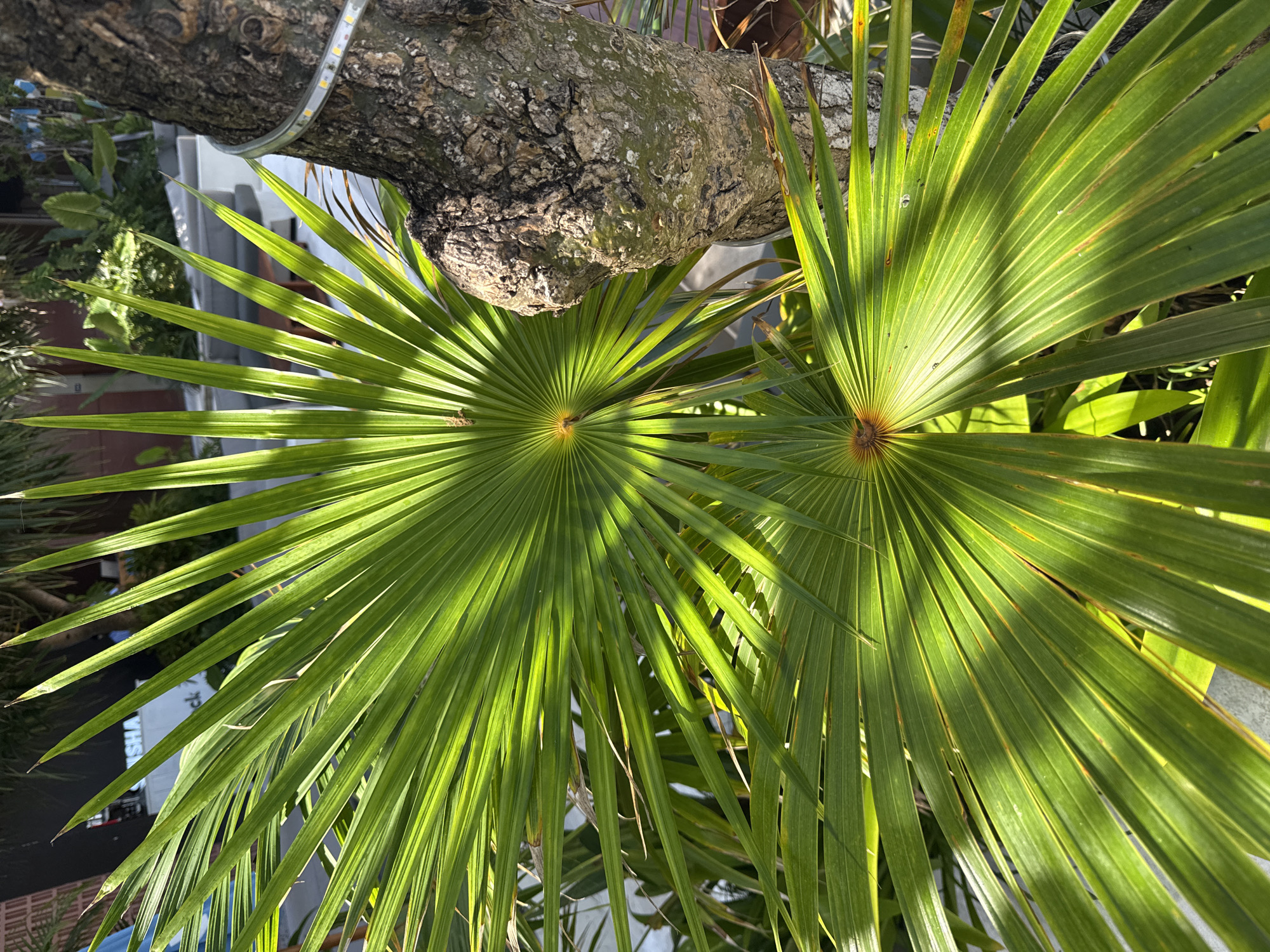 Two large, green palm fronds are prominently displayed in the foreground, their sharp, fan-like leaves illuminated by sunlight creating distinct shadows. A textured tree trunk, partially covered in moss and with a strand of LED lights wrapped around its upper section, occupies the right side of the frame. In the background, blurred elements suggest an outdoor urban setting, possibly a cafe or commercial area, with a building facade featuring the partial word "SHA" and what appears to be outdoor seating. The overall scene suggests a sunny day in a tropical urban environment.