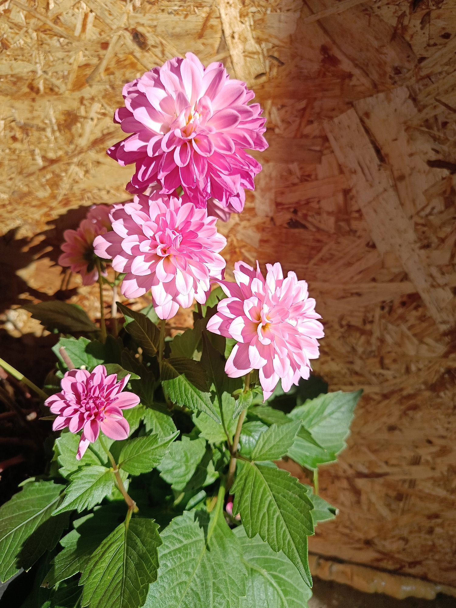 The image shows a cluster of pink dahlia flowers in full bloom, with vibrant green leaves, set against a background of a light brown, textured wooden wall. The flowers are arranged at varying heights, with one large, dense bloom at the top, followed by a sequence of smaller flowers progressing downward. The leaves are dense, lush, and provide a contrasting color and texture to the delicate petals. The lighting is bright, casting shadows on some of the flowers and leaves.
There is no information in the image to confirm that the location is Chaikovsky, Russia.