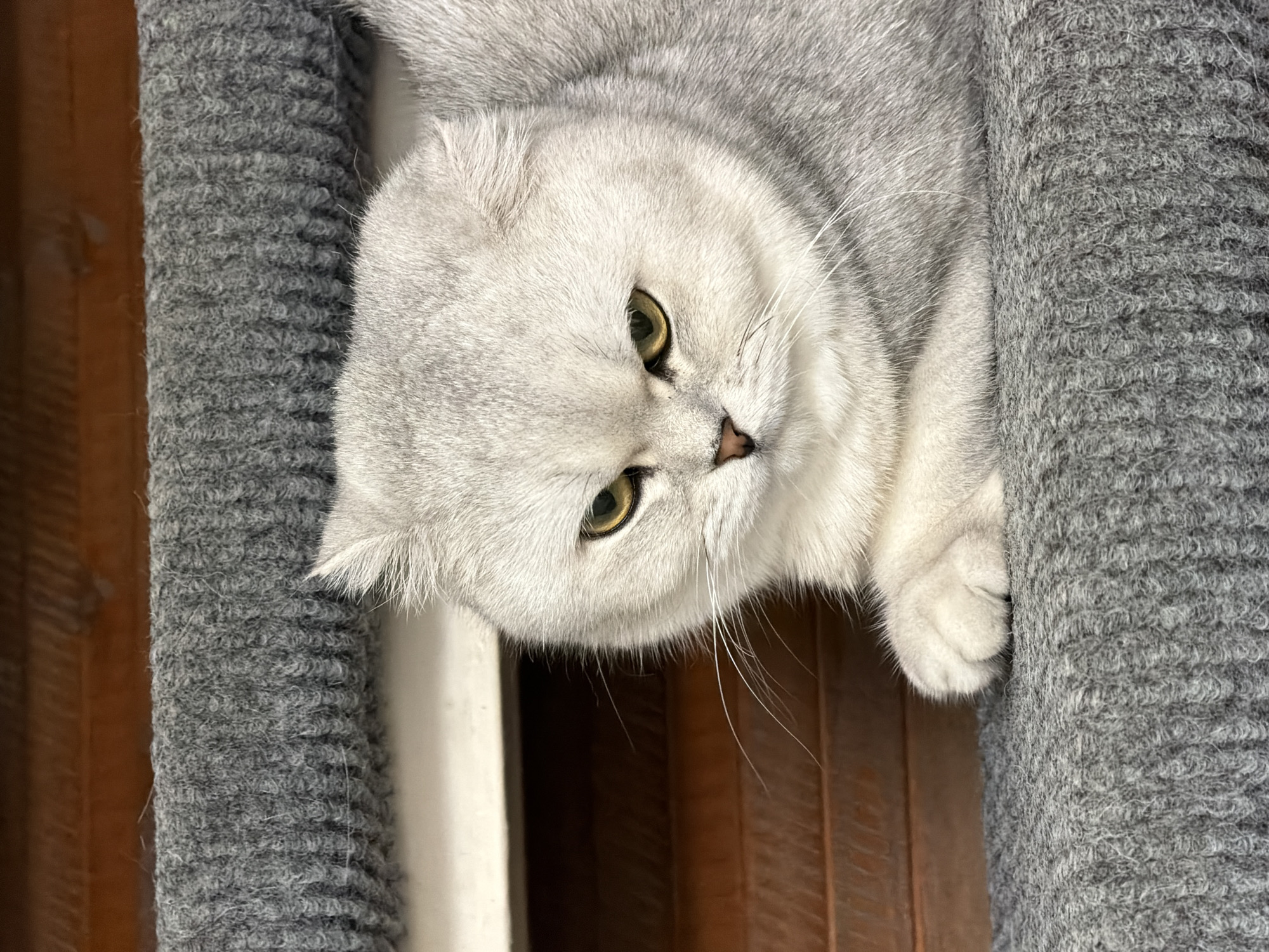 A close-up, eye-level, medium shot captures a silver-shaded British Shorthair cat resting on a grey carpeted surface, likely a stair runner. The cat is positioned in the lower right quadrant of the frame, its head turned slightly to the left, with its forepaws tucked beneath its chest. Its fur is a soft silver-grey with darker tabby markings visible on its face and ears. The cat's eyes are a striking golden yellow, narrowed and looking downwards with a somewhat grumpy expression. Its ears are slightly folded back. The background consists of a wooden paneled wall and the continuation of the grey carpet. The scene is indoors, and no specific location in Rome, Italy, is discernible from the visual information provided.