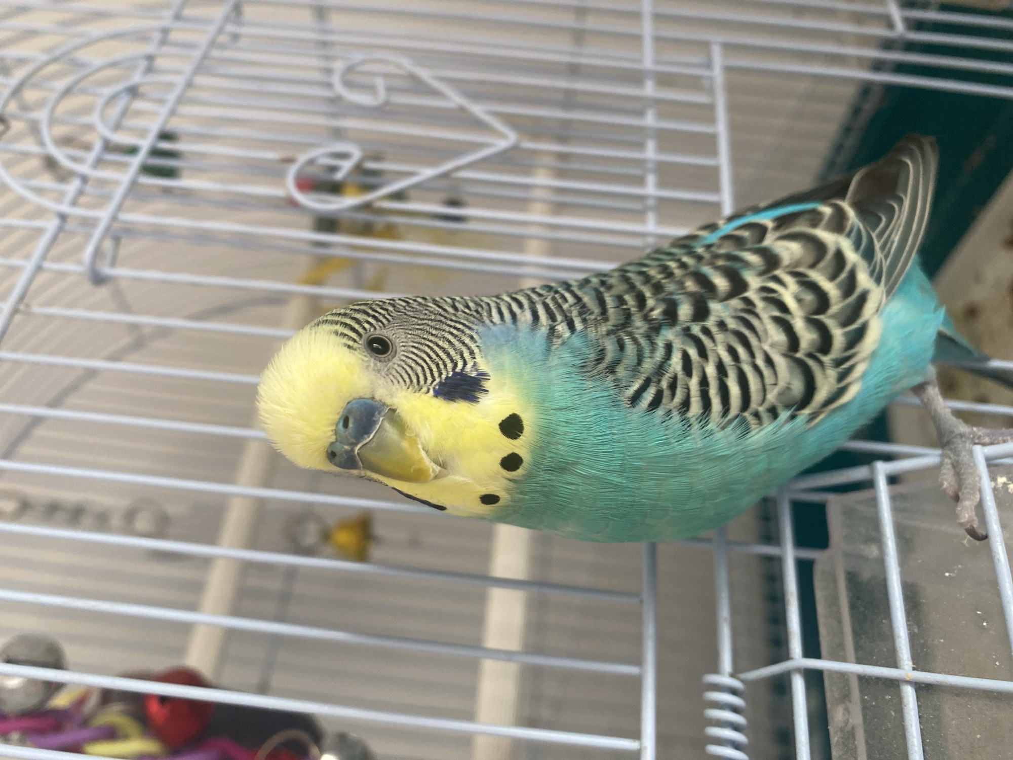 A budgie with yellow, blue, and black markings is perched on the edge of a white metal birdcage. The budgie's head is mostly yellow with blue around its eyes and beak. Its chest and belly are turquoise, and its wings are barred with black and yellow. The birdcage has vertical and horizontal bars, and a white curved decorative element is visible on the right side. In the background, out of focus, are more bars of the cage and some toy elements hanging, including what appears to be a small yellow bell. The lighting suggests an indoor environment.