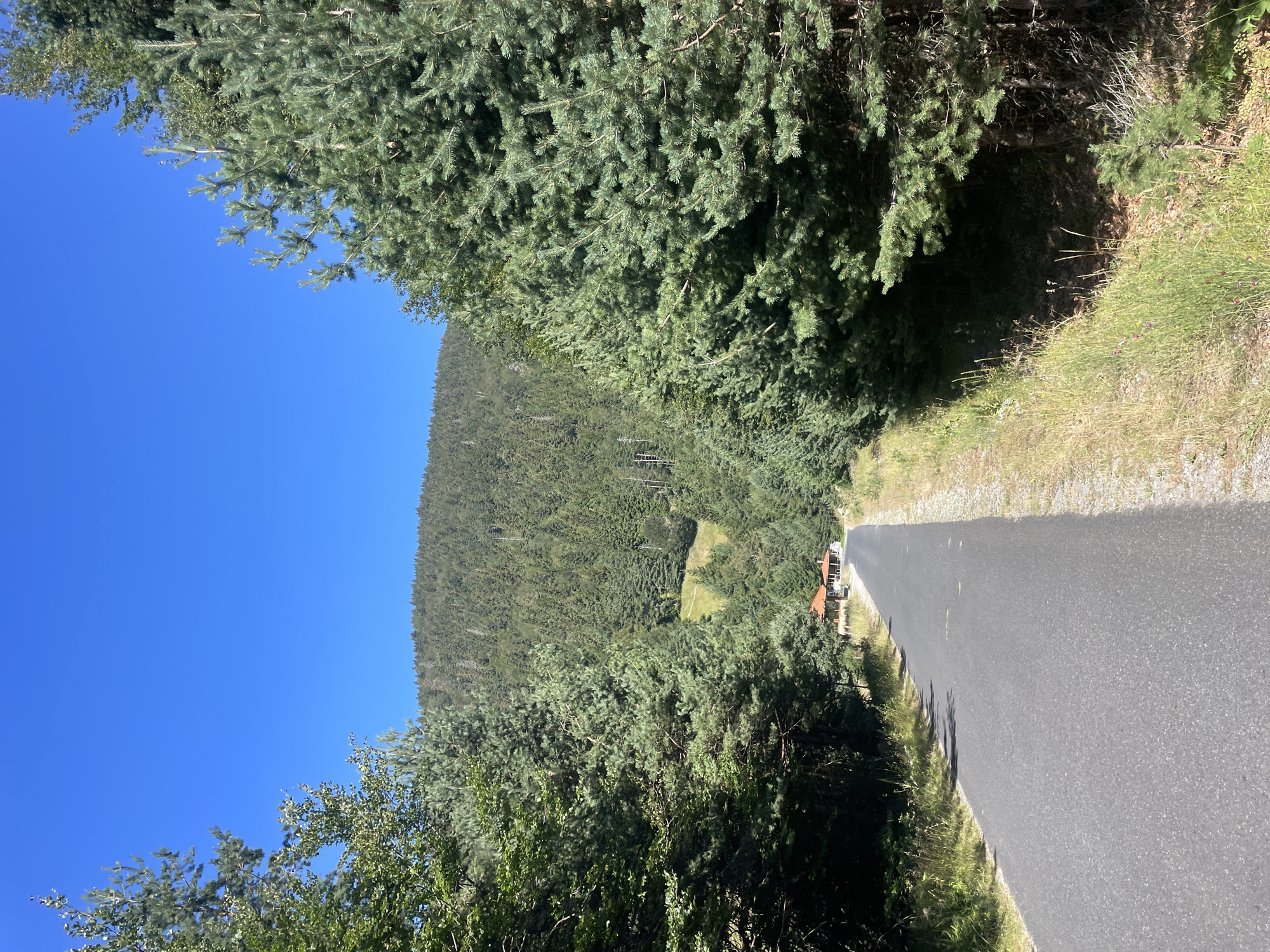 The image shows a paved road winding through a dense coniferous forest towards a hill covered in trees. On the right side of the road, large pine trees dominate the foreground. On the left, the forest canopy extends, with some deciduous trees interspersed. In the distance, nestled among the trees along the road, are two small buildings with orange tiled roofs. The sky is a clear, vibrant blue. The scene appears to be in a rural, mountainous area, consistent with the environment of Bosilkovo, Bulgaria. There are no people or visible animals in the image. The road is empty and appears to be a quiet, secluded route. The overall impression is one of natural beauty and tranquility.