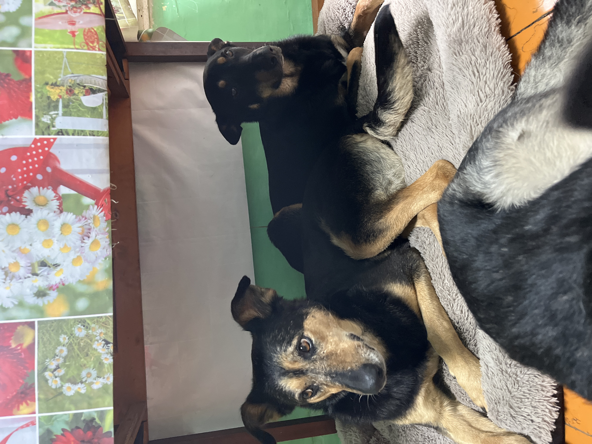 Two dogs are lying on a grey blanket, presumably indoors. The first dog, on the left, has brown eyes and a black and brown coat. The second dog, on top, also has a black and brown coat. The location is unknown, and there is no evidence to suggest that it is in Nizhny Tagil, Russia.