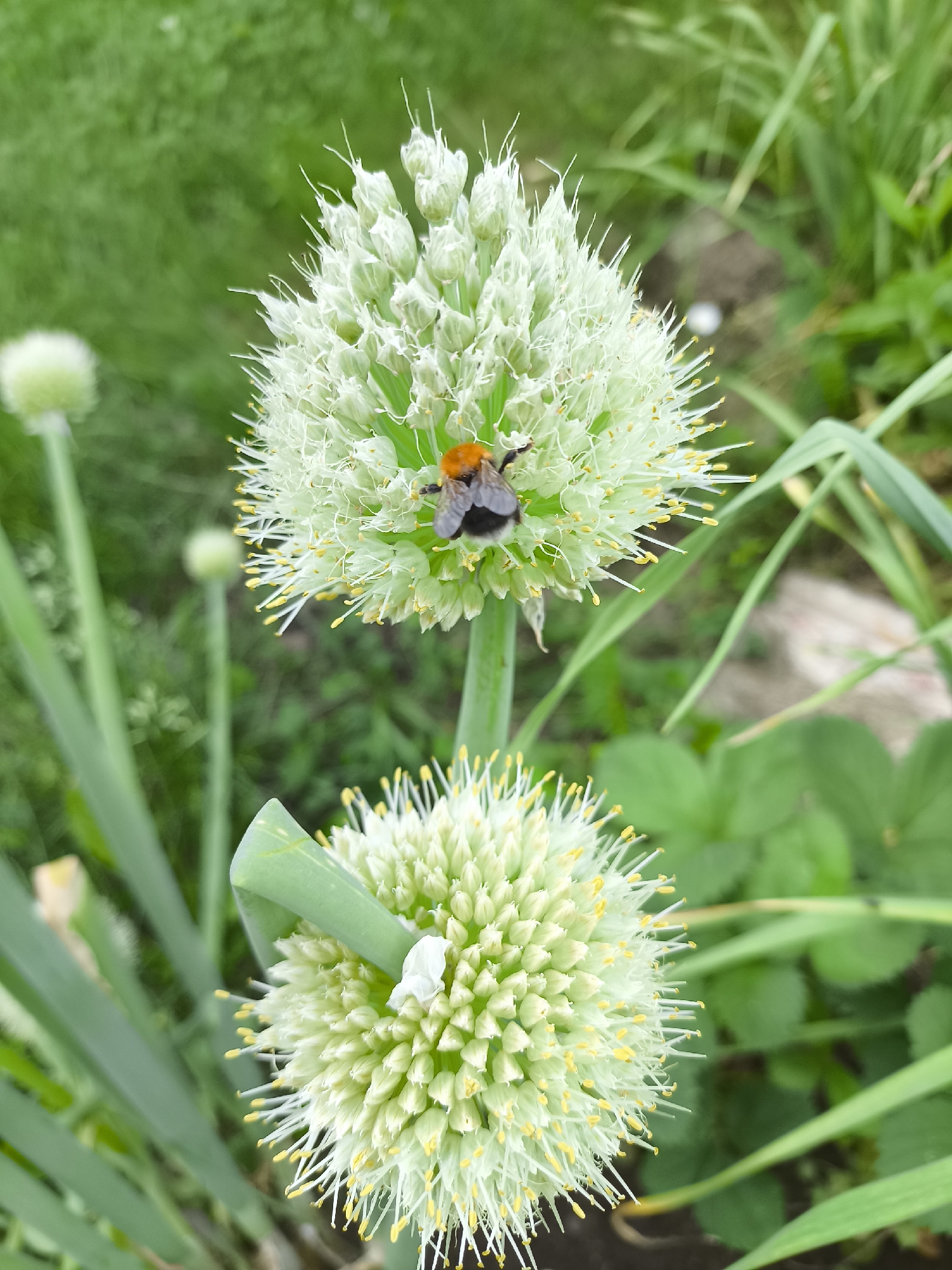 A bumblebee is perched on a spherical white onion flower head in a garden. The onion flower is composed of many small white florets with yellow anthers. A second, partially opened onion flower is visible below the first. The background is filled with blurred green foliage and some lighter-colored elements suggesting possibly garden stones or soil. The scene appears to be outdoors in natural lighting.