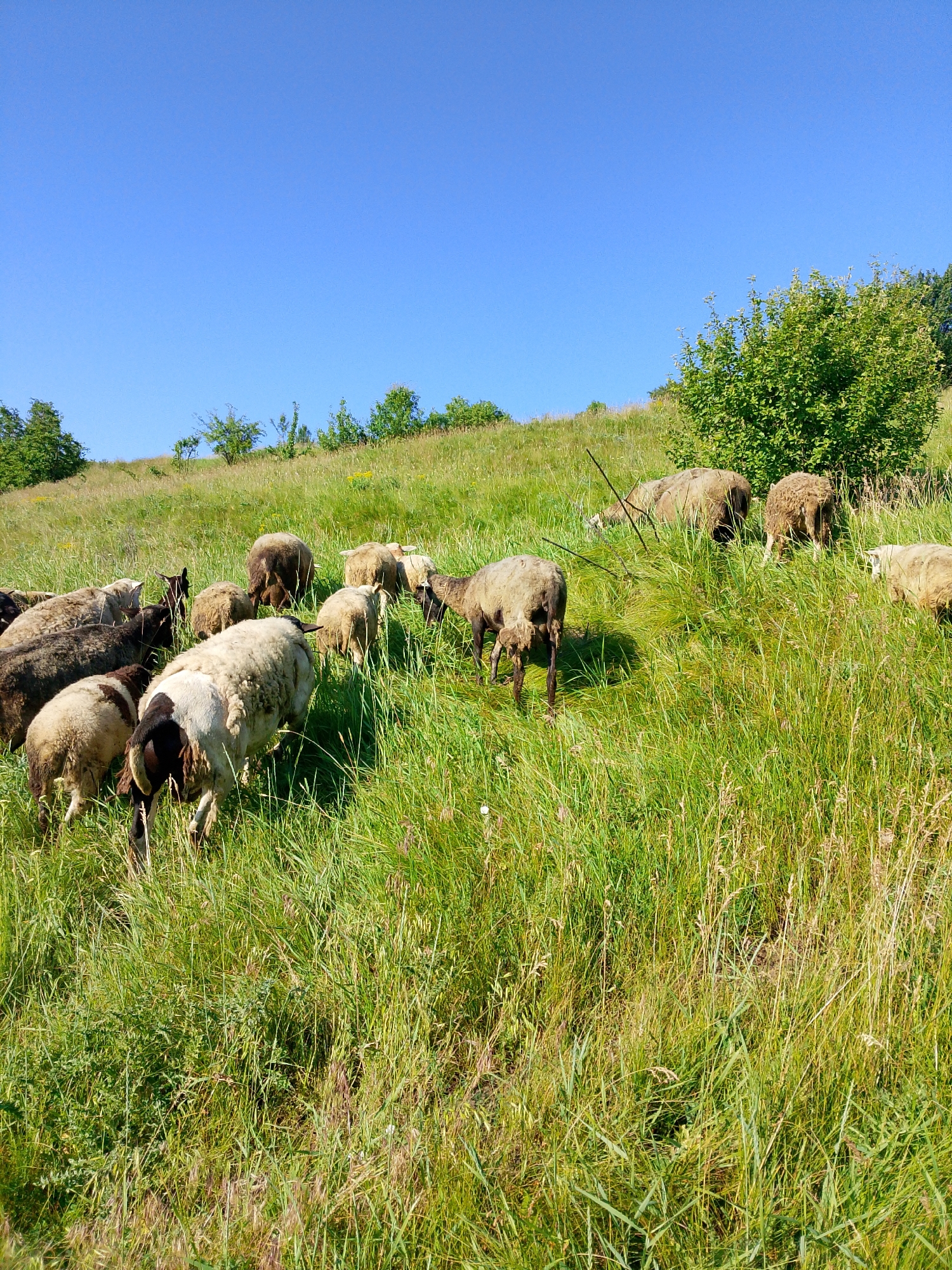 A flock of sheep grazes on a grassy, sun-drenched hillside under a clear blue sky. The sheep are scattered across the slope, some facing away from the camera, others partially obscured by tall, green grass. The terrain is uneven, with varying shades of green indicating different types of vegetation. A dense green bush is visible on the right side of the image, further up the slope. The scene is tranquil and rural, evoking a sense of open space and natural beauty.