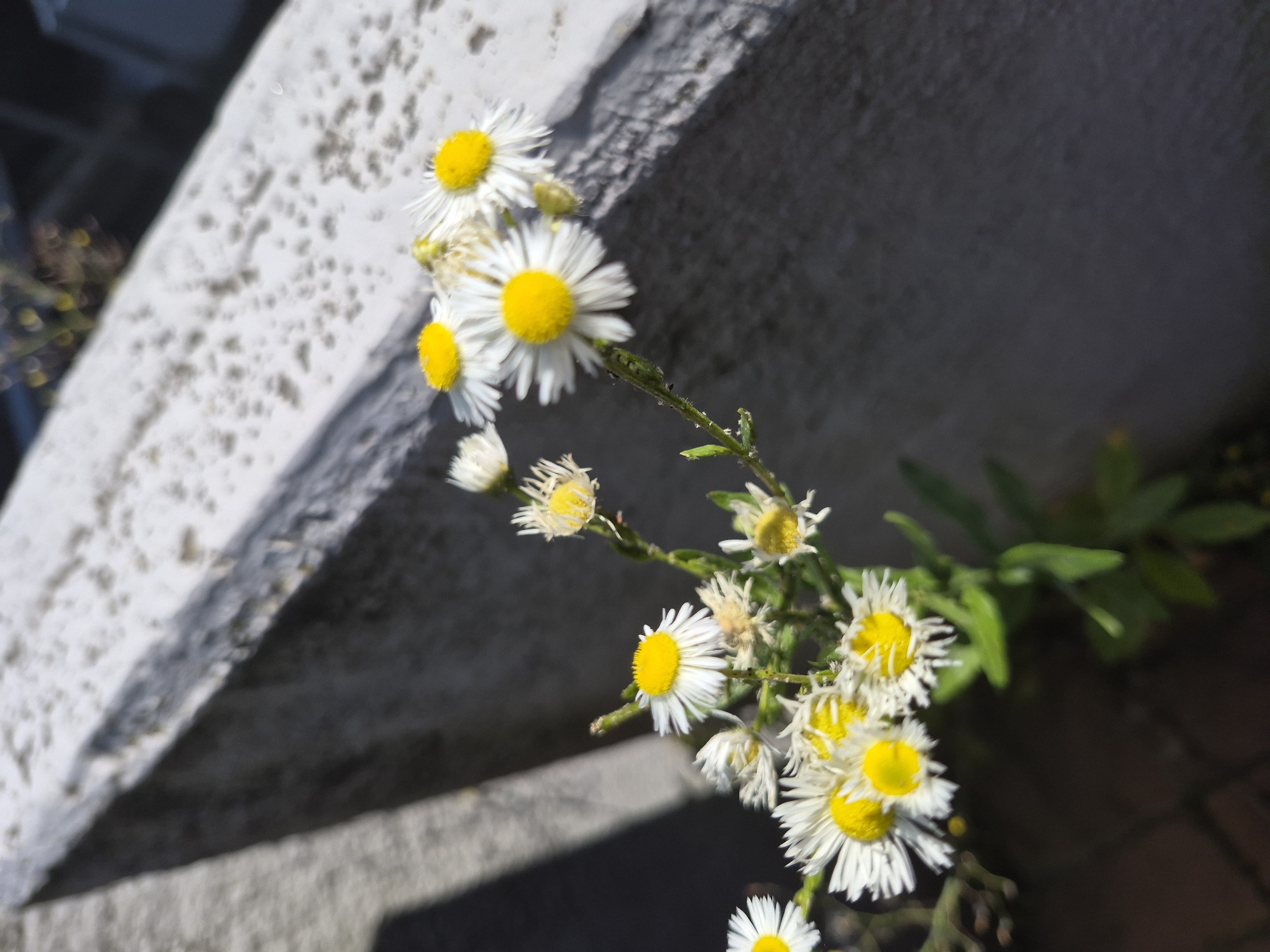 A close-up, eye-level shot showcases a cluster of small, white daisy-like flowers with bright yellow centers. The flowers are positioned in the foreground, slightly to the right of the frame, and are in sharp focus. They are attached to thin, green stems with some small, spiky leaves. One stem is particularly visible, extending upwards and to the right, with a few small black specks that might be insects.
Behind the flowers, a textured, light gray surface dominates the left and upper portions of the image. This surface appears to be a concrete or stone structure, possibly a wall or ledge, with a rough, speckled texture and some shadows cast upon it. The light gray surface is sharply delineated from a dark, out-of-focus background on the right. This dark area suggests a shadowy space, possibly with hints of green foliage in the upper right corner. The overall lighting suggests a sunny day, with the sunlight casting distinct shadows and highlighting the textures. The composition creates a contrast between the delicate flowers and the rough, solid background, drawing the viewer's attention to the detail of the blossoms.
