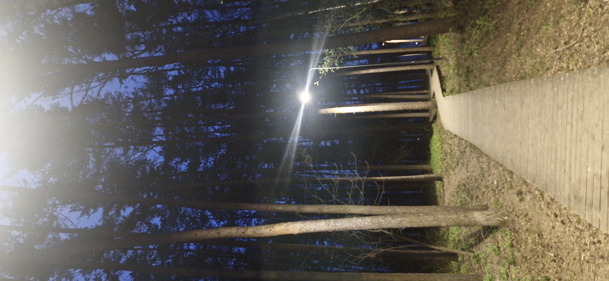 A paved pathway through a forest illuminated by a streetlight, likely in the Unknown region. The scene appears to be at dusk or night, given the darkness and the need for artificial lighting. Tall trees line the path, their trunks dominating the foreground and sides. The pathway itself extends into the distance, its surface displaying a wood-like pattern. The surrounding ground is covered with fallen leaves and some vegetation. The overall atmosphere is one of tranquility and natural beauty, despite the artificial lighting.