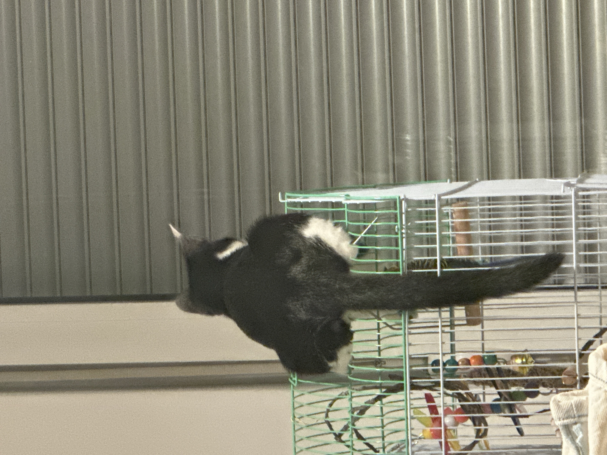A black and white cat is perched on top of a green metal birdcage. The cat is facing away from the camera, with its tail hanging down the side of the cage. The birdcage contains several perches and colorful toys. In the background, a grey corrugated metal door is visible. The scene appears to be indoors or in a covered outdoor area, with a neutral-colored wall to the left of the cage. The image is taken from a slightly low angle. The location is not identifiable as Budva, Montenegro.