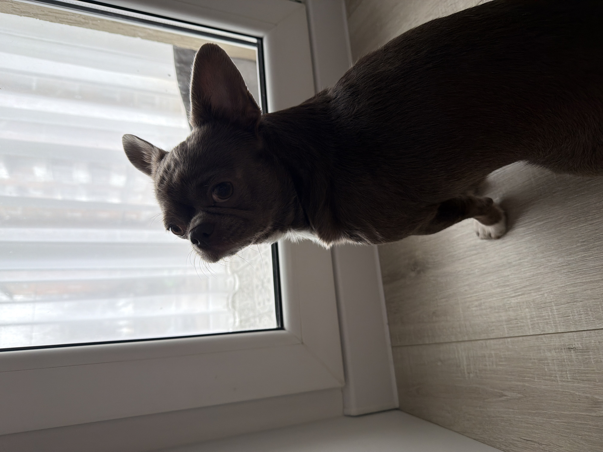 A gray-brown French Bulldog is partially visible, peering into a window. The window frame is white and the blinds behind the glass appear closed. The floor is a light wood laminate. The location is unknown and there is no definitive evidence to suggest it is in Votkinsk, Russia.
