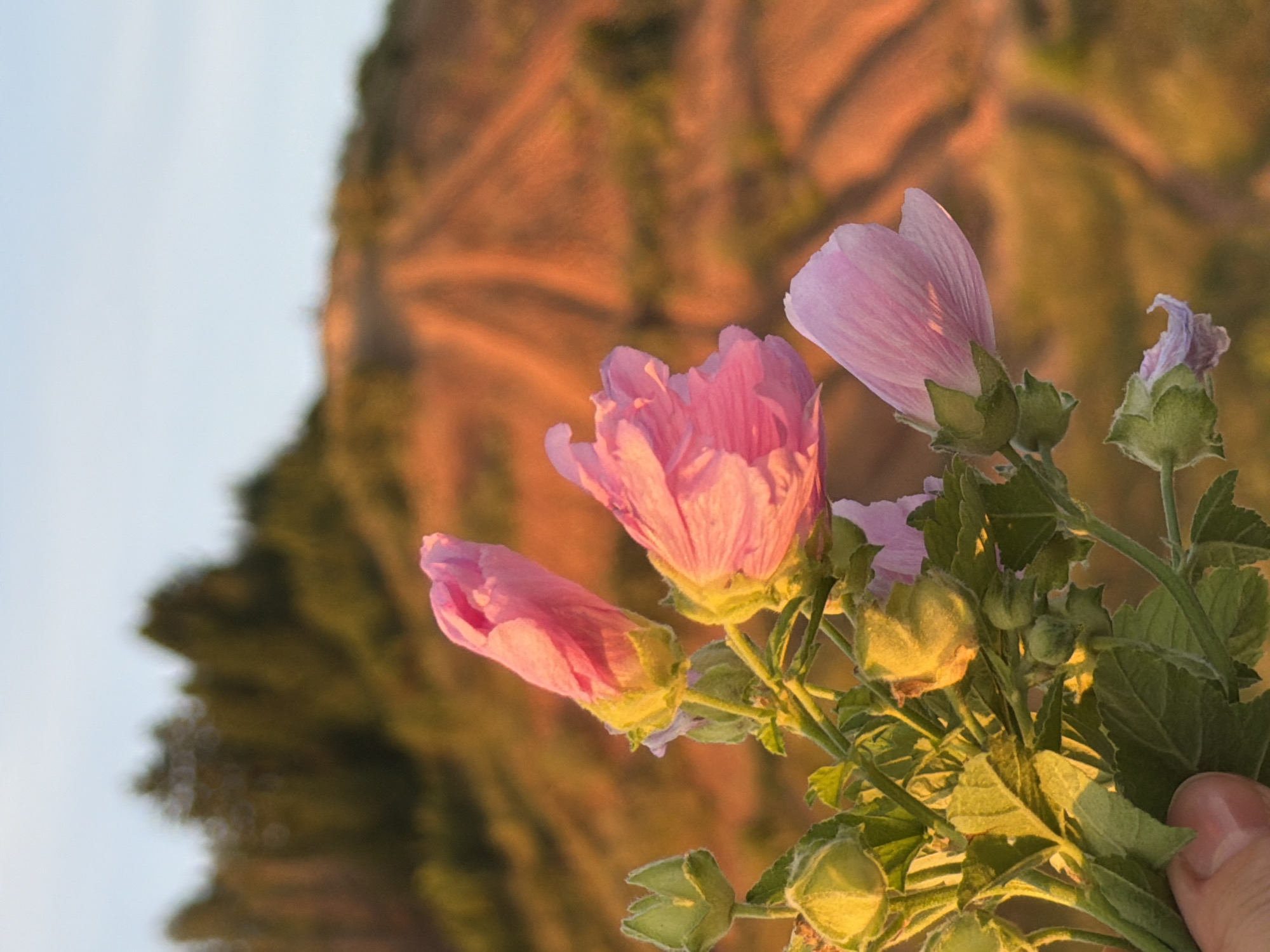 A hand holds a bouquet of pink hollyhock flowers and buds against a background of rolling hills. The hills are covered with rows of crops, likely harvested, creating a striped pattern in shades of orange and brown. The setting sun casts a warm glow over the landscape, with trees visible on the horizon. The sky is a clear, pale blue.