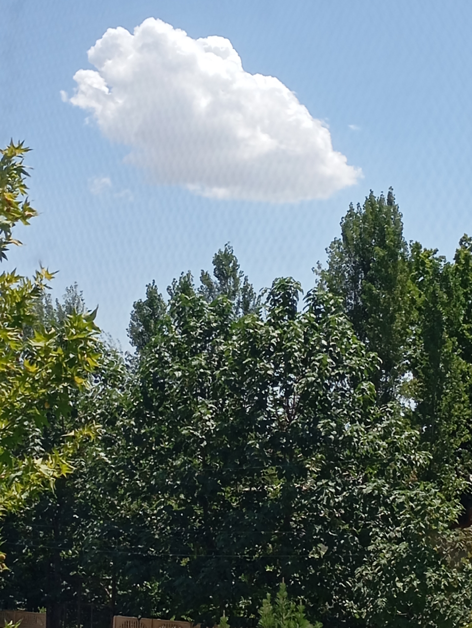 The image shows a sky with a single, large white cumulus cloud. Below the sky is a dense canopy of green trees, some with lighter green leaves and others with darker green foliage. The trees extend across the entire width of the frame, with their tops forming a varied line against the sky. The foreground is partially obscured by the trees, but a portion of a wooden fence or barrier is visible at the very bottom. The scene appears to be an outdoor setting, likely a park or residential area, on a clear day. The location is Mirzo Ulugbek, Uzbekistan.