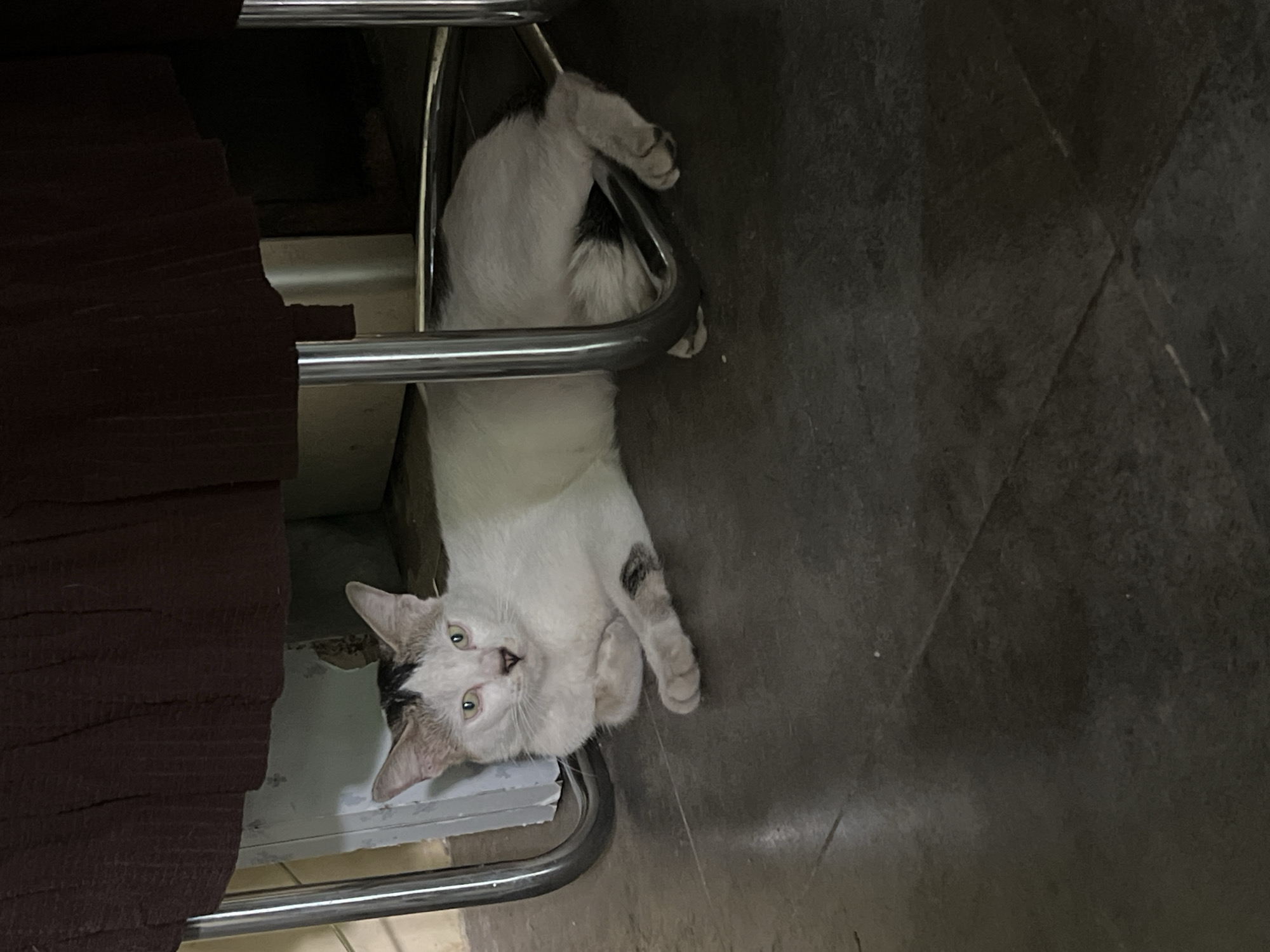 A white and grey cat is lying down on a dark tiled floor, partially obscured by the legs of a dark brown chair or table. The cat's front paws are crossed. The cat has black markings on its head and tail, and a small black marking on its left foreleg. The background consists of a light-colored wall with some peeling paint and a dark brown fabric hanging down from above. The scene appears to be indoors, possibly in a home or a public space. The floor tiles are arranged in a grid pattern, and there are some faint reflections on the surface. The lighting is dim, creating shadows around the cat and the furniture.