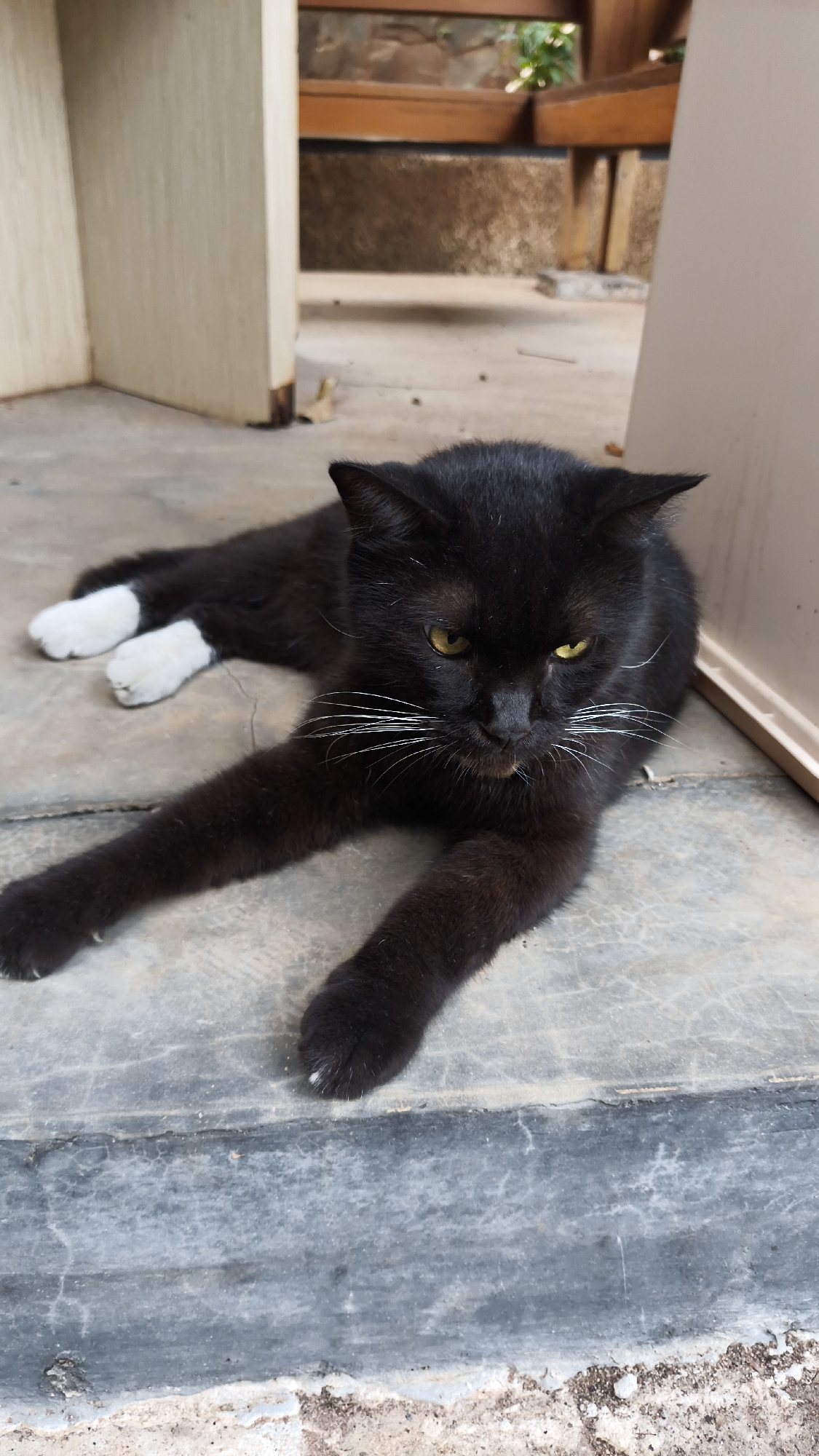 A black cat with white paws is lying on a textured concrete surface, possibly a patio or walkway, in South Jakarta, Indonesia. The cat is facing the viewer with its body stretched out. Its eyes are yellow, and it has prominent white whiskers. In the background, there is a wooden structure, likely a bench or seating area, and some greenery is visible. The lighting suggests it is daytime.
