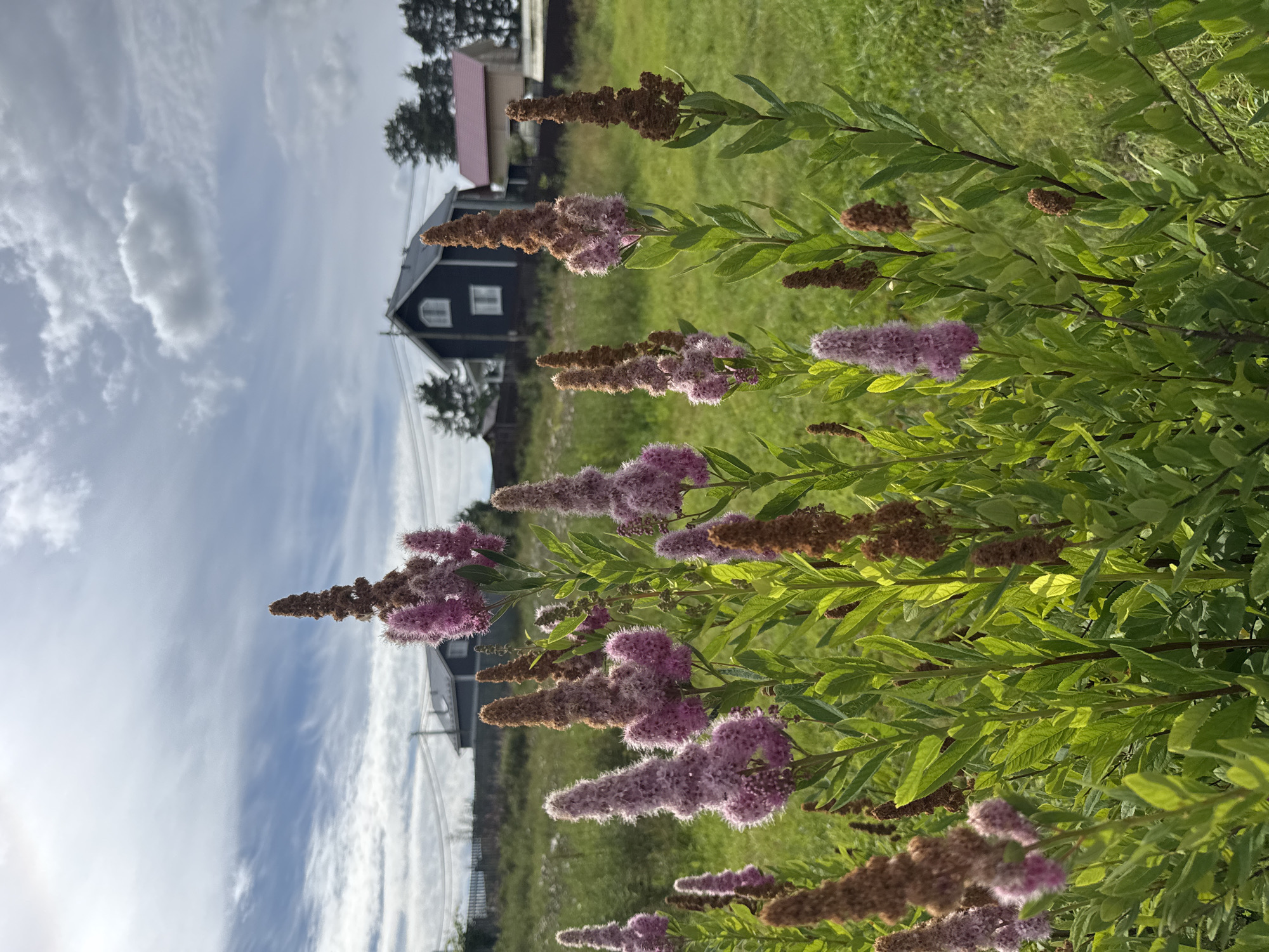 The image depicts a close-up view of a cluster of flowering plants with feathery pink and brown plumes. The plants are in the foreground, with lush green leaves surrounding the blooms. In the background, a grassy field stretches towards several houses and trees under a partly cloudy sky. The houses are dark-colored with white-trimmed windows and appear to be situated in a rural or suburban setting. The overall scene suggests a sunny day in a natural environment with human habitation nearby. The location is identified as Steklyannyi, Russia. There are no people or animals visible in the image.
