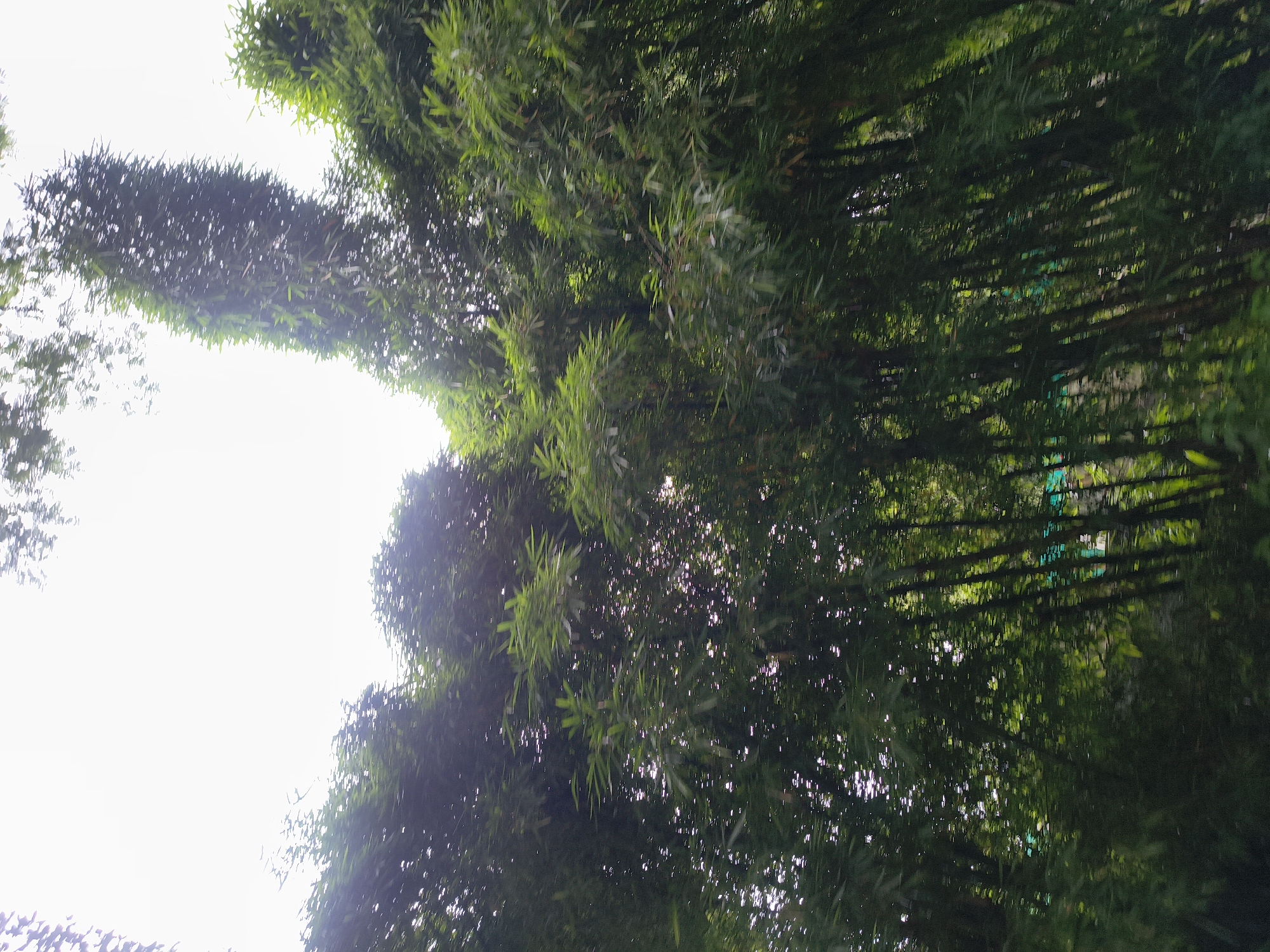 The image depicts a dense bamboo forest with tall, slender stalks reaching upwards towards a bright, overcast sky. Sunlight filters through the lush green foliage, creating dappled patterns on the leaves and stems. The bamboo stalks are arranged in thick clusters, with some appearing to lean towards the right. In the background, hints of a green structure, possibly a building or enclosure, are visible through the dense growth. The scene is characterized by an abundance of natural vegetation and the diffused light suggests it is likely daytime, possibly early morning or late afternoon. While the image is general, it strongly evokes a naturalistic setting often found in areas with lush vegetation. Given the query's request to identify the location in Dharamshala, India, this scene aligns with the natural beauty and abundant flora found in the region surrounding the city.