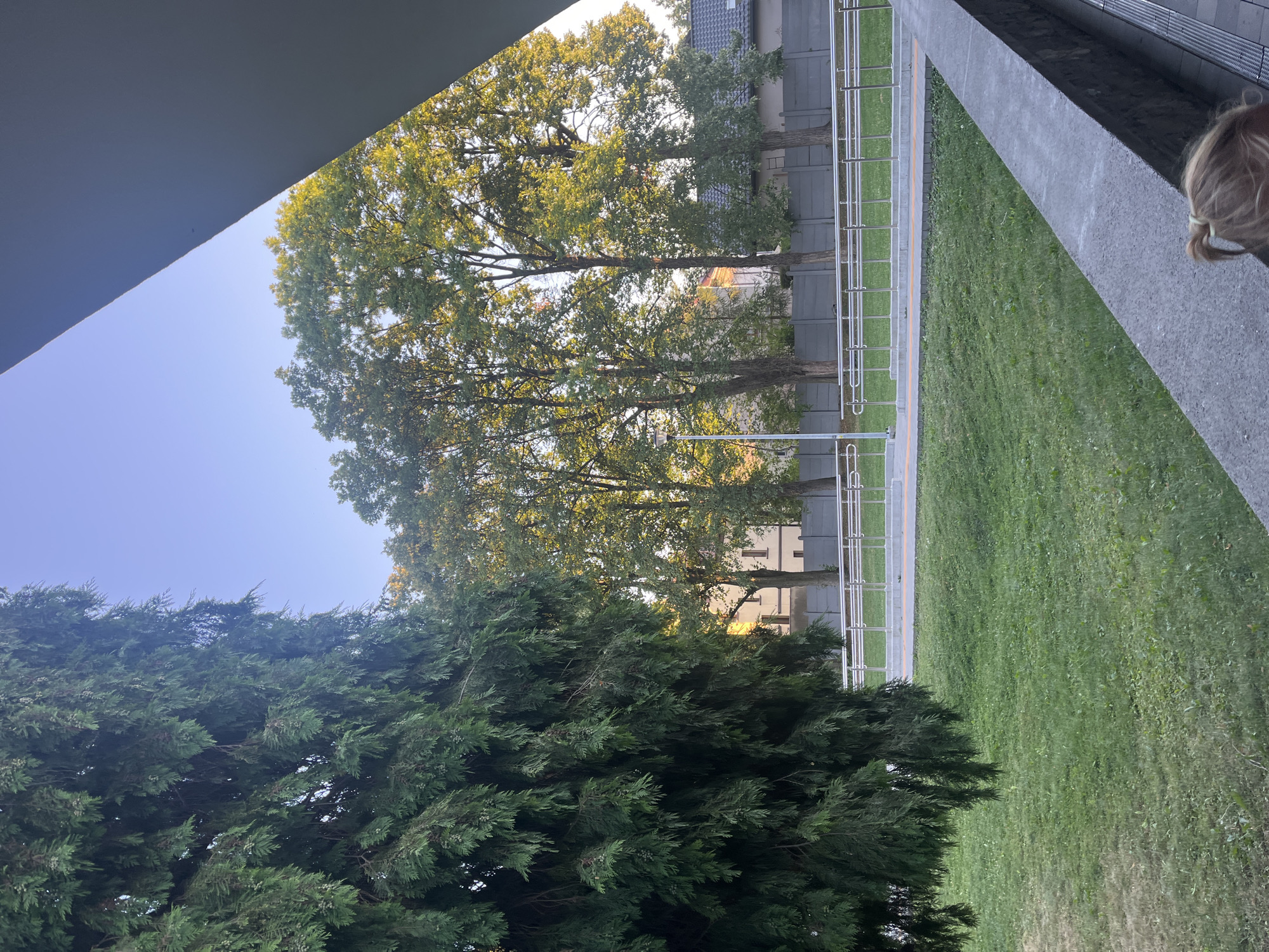 In an outdoor scene with a clear blue sky, a large conifer tree dominates the left foreground, its dense green needles casting shadows. To the right, a row of mature deciduous trees with light green foliage are illuminated by sunlight. Behind the trees, a concrete fence and a building with windows and a tiled roof are visible. A paved area with a yellow stripe runs in front of the fence, bordered by a silver railing. A grassy lawn occupies the lower half of the image. In the bottom right corner, the back of a person's head with blonde hair tied with a green scrunchie is visible. The perspective suggests the image was taken from a slightly elevated position looking out and slightly down.
