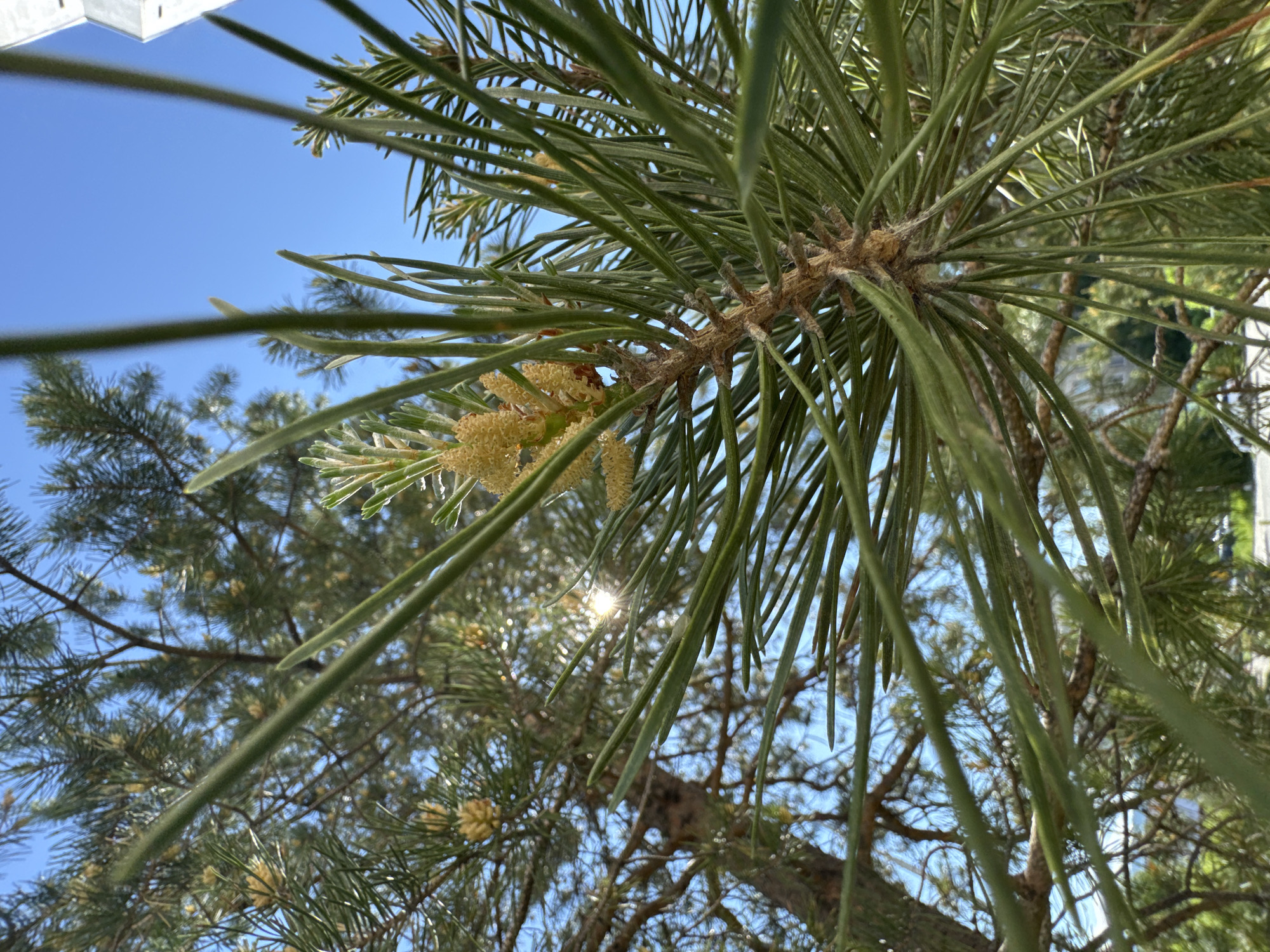 This is a close-up, low-angle shot of a pine tree with green needles and yellow pine cones against a clear blue sky. The sun is visible, peeking through the branches and needles, casting a lens flare. The foreground is dominated by the sharp details of the pine needles and a cluster of young pine cones. In the background, the tree trunk and branches are visible, along with more pine trees and a hint of distant landscape. There are no people or animals present in the image. The scene appears to be outdoors in a natural setting, likely a park or a residential area with pine trees. The specific location within the city of Megion, Russia, cannot be determined from the visual information provided in the image.