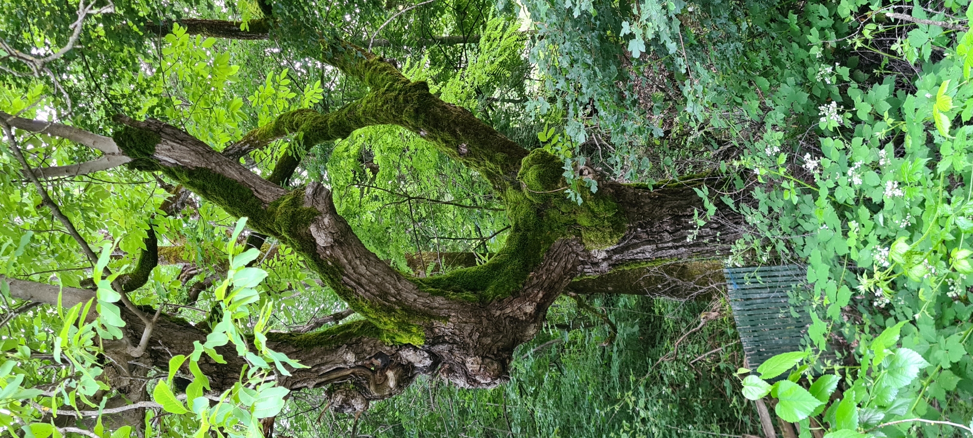 The image depicts an old, gnarled tree covered in vibrant green moss. The tree has a striking, almost circular opening formed by its twisted branches. The scene is set within a lush forest environment, with abundant green foliage and dappled sunlight filtering through the canopy. In the foreground, there is a low, green metal fence and a variety of leafy plants, some with small white flowers. The overall impression is one of natural beauty and tranquility. This specific tree is located in the village of Lopian, Bulgaria, known for its scenic natural landscapes. There are no people or animals visible in the image. The time of day appears to be daytime, with bright natural lighting.
