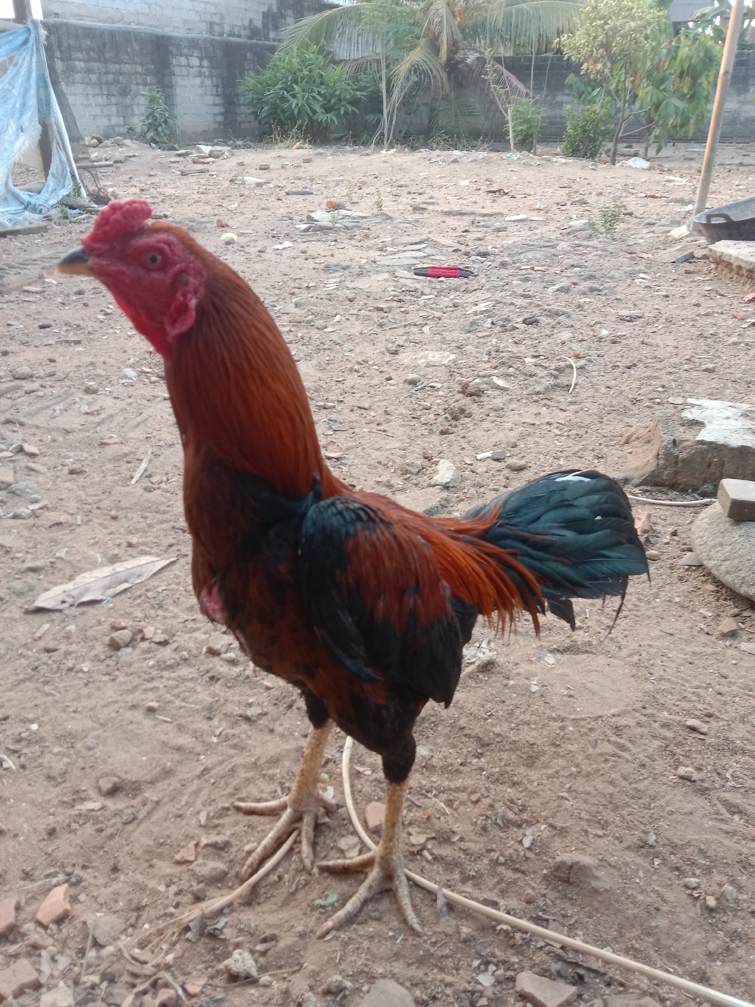 A rooster stands on a dirt ground in what appears to be an outdoor area. The rooster has reddish-brown feathers on its neck and chest, black feathers on its back and wings, and dark blue-green tail feathers. Its comb and wattle are bright red. The ground is composed of dirt, small stones, and some scattered debris including a dried leaf and some broken pieces of brick. In the background, a grey brick wall is visible, along with some greenery including palm trees and other plants. A white tarp is partially visible on the left side of the frame, and a thin white wire runs across the ground in front of the rooster. The scene is likely in a rural or semi-urban outdoor space, possibly a yard or a farm. This location is described as Utama Jaya Mataram, Indonesia.