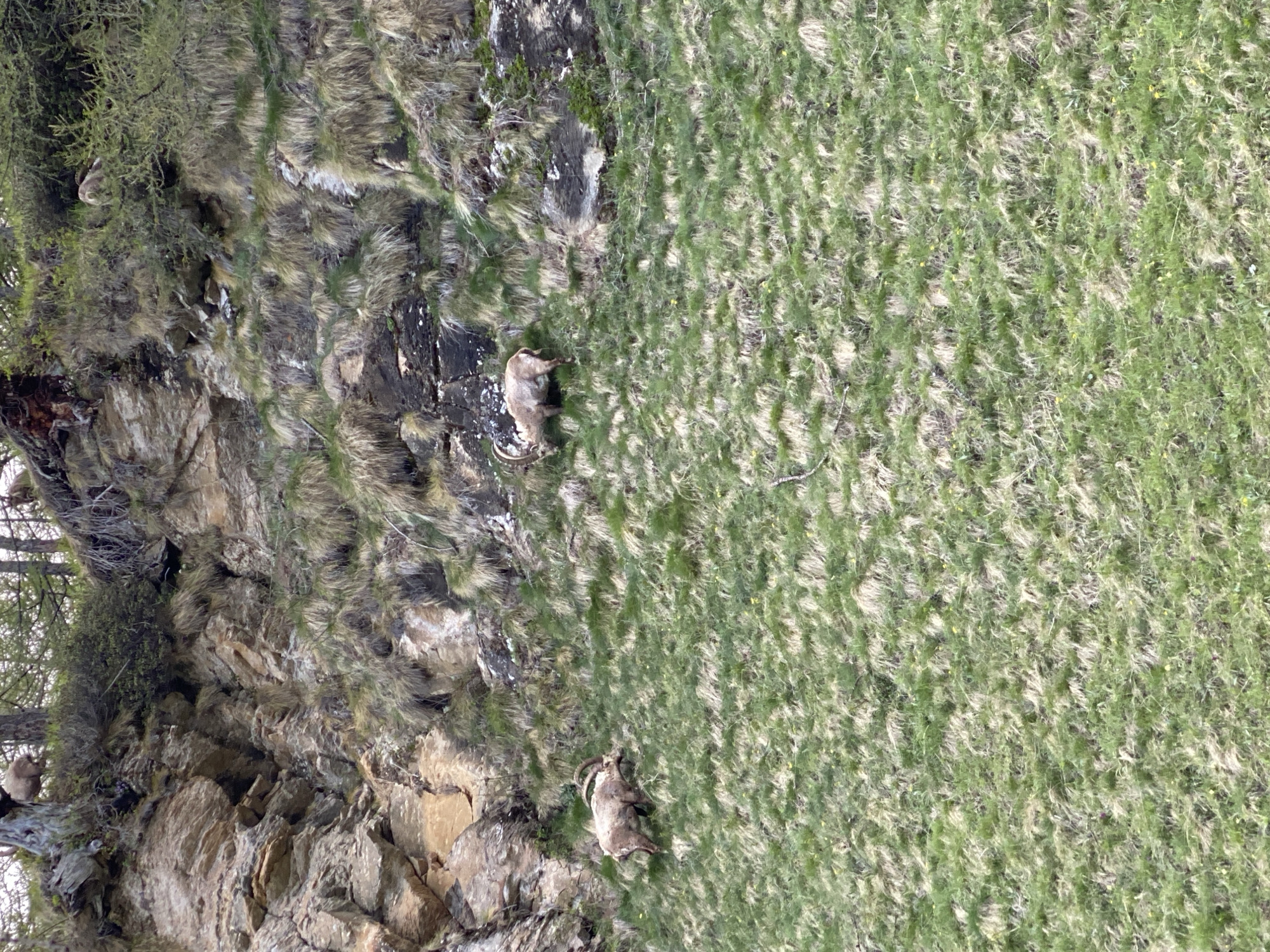 The image shows a steep, rocky hillside in Baceno, Italy. The hillside is covered in patches of grass and vegetation. Two alpine ibex are visible. One is lying down on a grassy slope, and the other is higher up on the hillside, near some rocks and trees.
