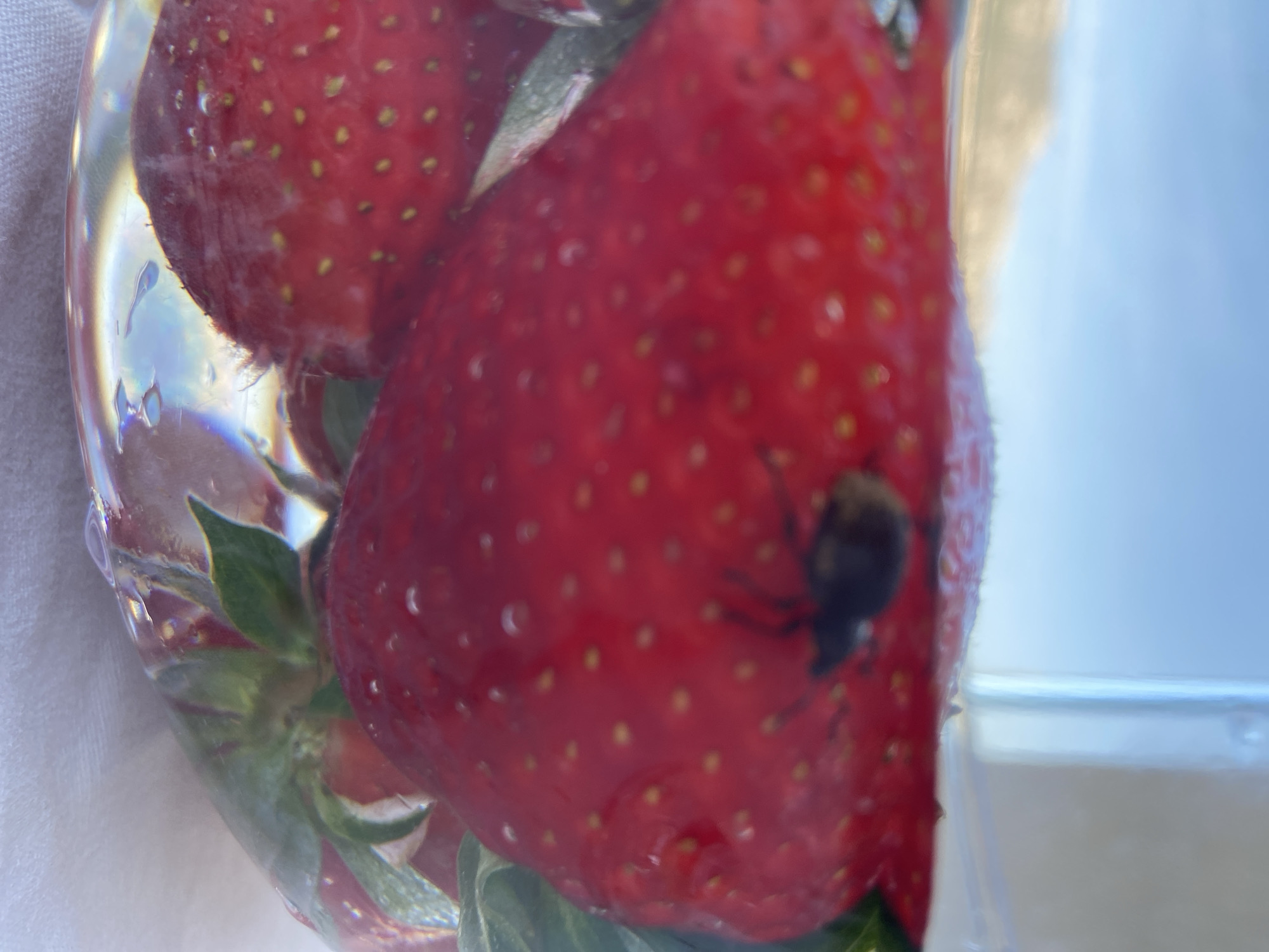 A close-up shot shows strawberries in a clear plastic container. A dark insect, possibly a spider or beetle, clings to the surface of one of the strawberries. The background is indistinct, with white fabric visible. The container is partially filled with water, evidenced by the reflections and refractions on the plastic. The scene is outdoors, suggested by the bright, natural lighting. The location and city of Budva, Montenegro, are not discernible from the visual information provided.