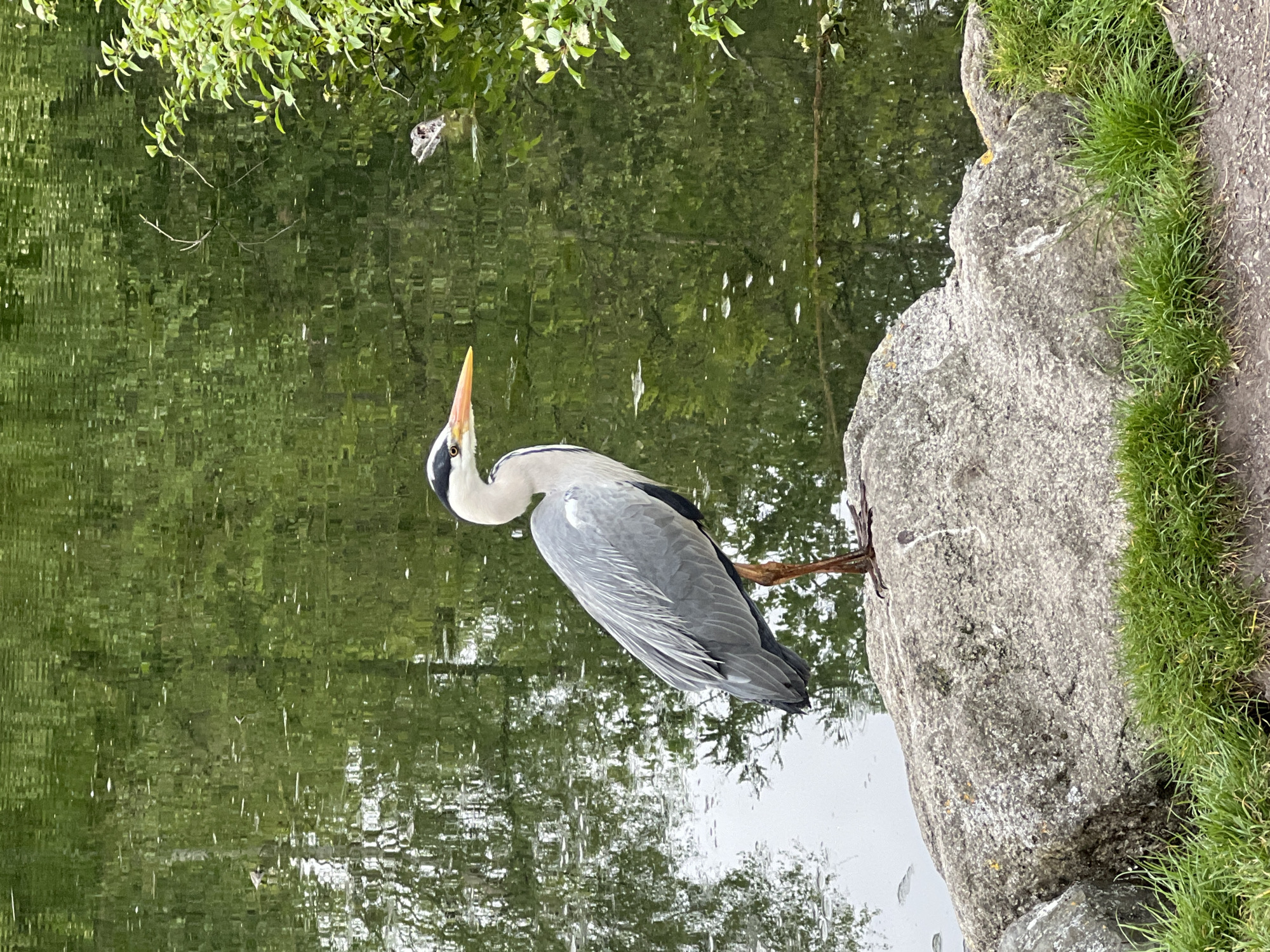 A grey heron stands on a rock near a pond. The heron has a white head with a black stripe, a long yellow beak, and grey plumage. The rock is large and covered with patches of green grass. The pond reflects the surrounding trees and sky. The location is Unknown, Unknown.