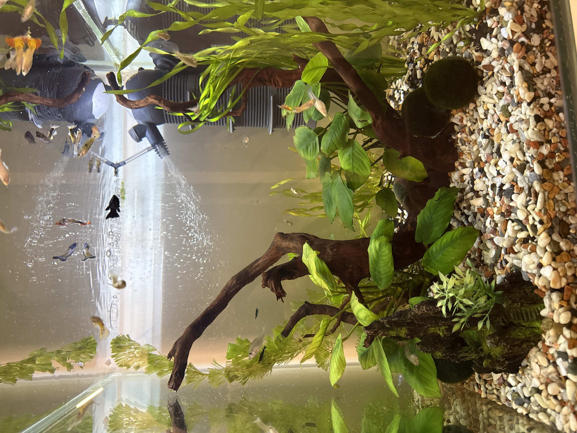 This is a close-up, eye-level, full-shot photograph of the interior of a freshwater aquarium. The aquarium contains several small fish, primarily guppies, swimming among various aquatic plants and driftwood decorations. The substrate is a mix of small, multi-colored pebbles. In the background, a black aquarium filter is visible. The lighting appears to be overhead, illuminating the scene. There is no discernible location in Krasnoyarsk, Russia, as the image is of an indoor aquarium.