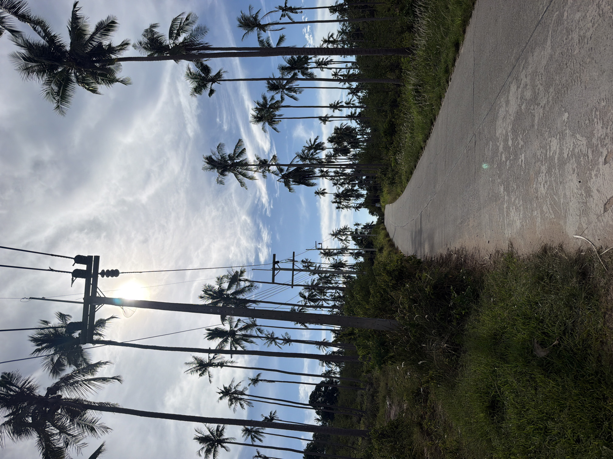 A paved road curves through a landscape lined with numerous tall palm trees. The sky above is a mix of blue and white clouds, with the sun visible and partially obscured by palm fronds and power lines. A utility pole with electrical wires stands prominently on the left side of the road. The road is concrete and shows some signs of wear, with visible cracks. The surrounding vegetation is lush and green, with tall grasses growing along the edges of the road. The scene appears to be a rural or semi-rural area, possibly a residential street or a road leading to a more secluded location. The image was taken in Baan Tai, Thailand.