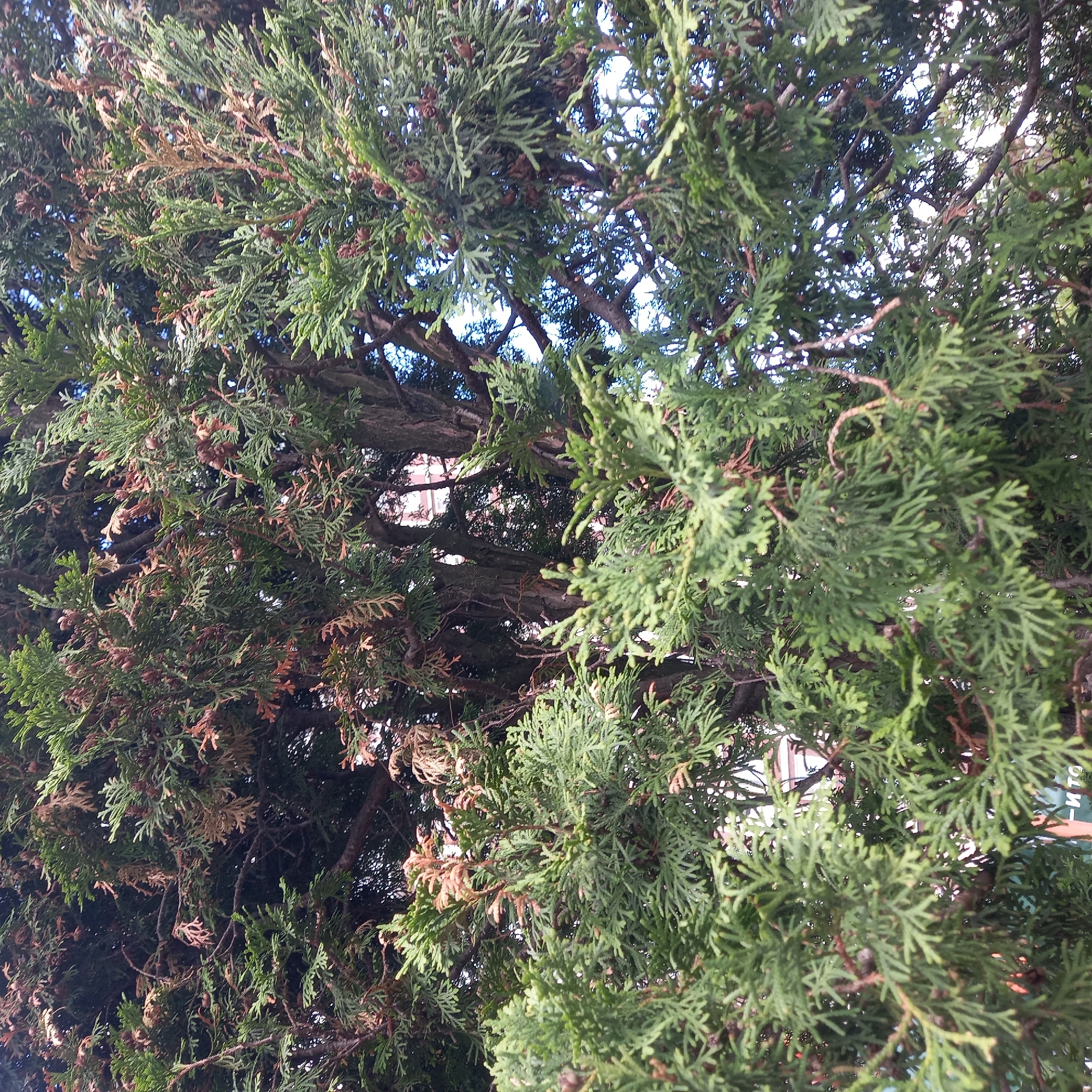 The image captures a close-up view of a juniper bush, filled with green foliage and some brown, possibly dying, sections. Through the branches, glimpses of a light blue sky are visible. In the background, one can see part of a white building with a small window, suggesting the bush is located in an urban area. The location is identified as Unknown, Unknown.
