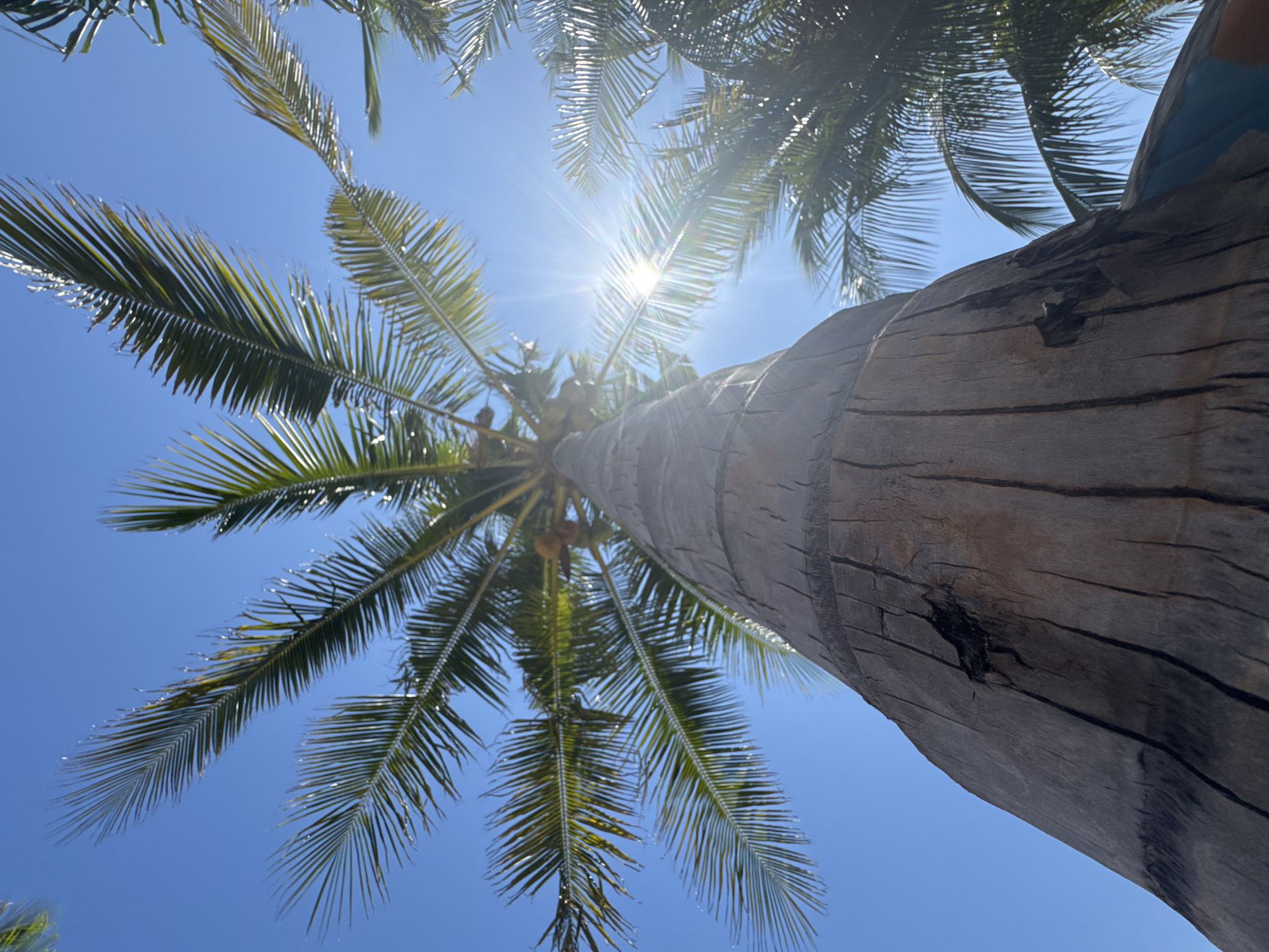 An upward, low-angle shot captures a thick, textured palm tree trunk against a bright blue sky. Sunlight streams through the fronds, creating a starburst effect and lens flare. The palm tree's trunk is rough and weathered, showing vertical lines and a dark, textured patch. In the background, other palm fronds are visible, also silhouetted against the sky, with a hint of blue and teal near the bottom of the frame. The scene appears to be outdoors in a tropical or subtropical environment, possibly a beach or park in Nha Trang Ward, Vietnam, given the presence of palm trees and clear, sunny weather. There are no people or animals visible in the image.