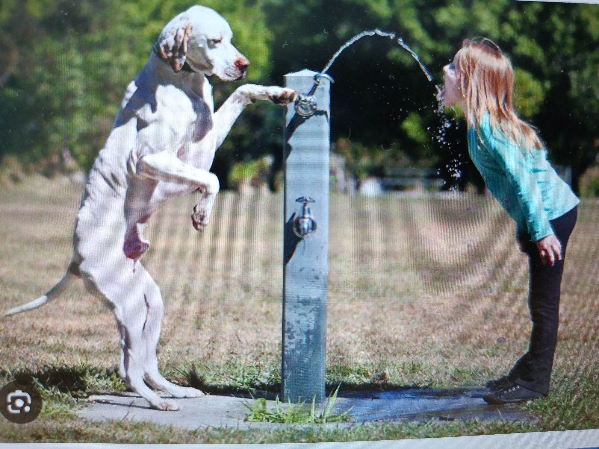 A pale-colored dog stands on its hind legs, with its front left paw on a metal water fountain, spraying water. A young girl with long blonde hair, wearing a turquoise shirt and black pants, drinks from the fountain, positioned on the other side from the dog. The scene takes place outdoors in a park-like setting with dry grass and scattered green patches. Trees are visible in the blurred background. The image also contains a small circular icon in the bottom left corner, indicative of a camera or photo feature. There is no information in the image to suggest a specific location in Tashkent, Uzbekistan.