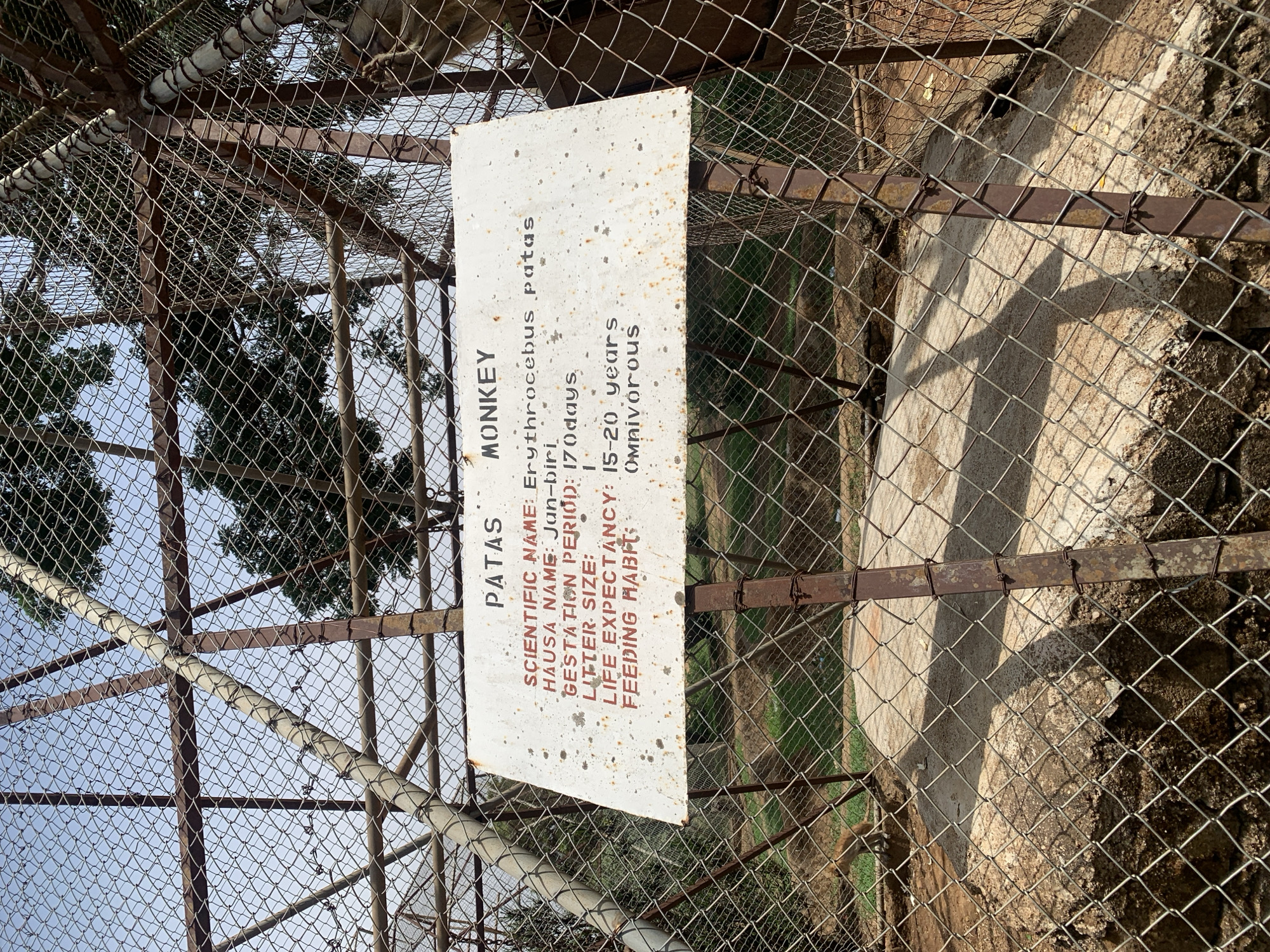 A slightly rotated image displays a weathered white informational sign attached to a metal chain-link fence, likely part of an animal enclosure. The sign, which appears to be hanging vertically when viewed with correct orientation, provides details about a "PATAS MONKEY."
The text on the sign reads:
- **MONKEY**
- **SCIENTIFIC NAME:** Erythrocebus patas
- **HAUSA NAME:** Jan-biri
- **GESTATION PERIOD:** 170 days
- **LITTER SIZE:** 1
- **LIFE EXPECTANCY:** 15-20 years
- **FEEDING HABITS:** Omnivorous
The fence itself is robust, made of metal mesh with thicker metal bars for support, showing some signs of rust and age. Through the fence, a clear blue sky and lush green trees are visible in the background, suggesting an outdoor setting. The ground within the enclosure appears to be a mix of dirt and possibly some concrete, with shadows from the fence indicating bright daylight conditions. The scene implies a zoo or wildlife park environment where animals are kept in enclosures and information is provided to visitors. No specific human or animal activity is clearly discernible, though the enclosure's purpose is evident.