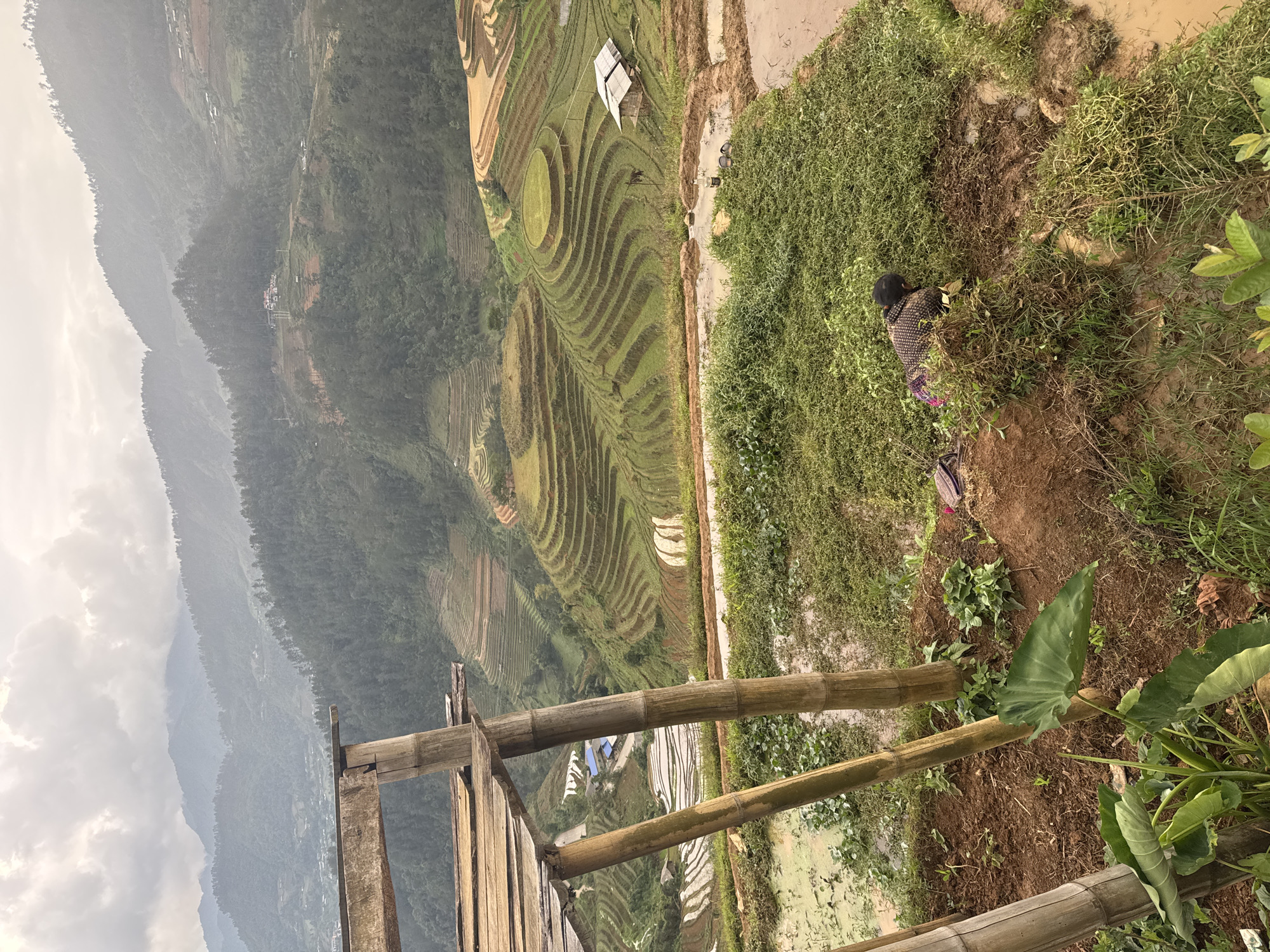 An eye-level, slightly high-angle outdoor shot shows terraced rice paddies, a mountain range, a person working on the edge of a paddy, and a bamboo railing in the foreground. The shot appears to have been taken in or around Dế Xu Phình, Vietnam.
The terraced paddies descend from a central area toward the bottom right and left. They are mostly green and brown, and they look like they are full of water. In the center of the terraced paddy area is a large, circular, verdant green area.
The mountain range is on the left. It is covered with trees and shrouded in mist. The sky above the mountain range is grey and overcast.
A person, possibly female, is working on the edge of the paddy on the right. The person is wearing a dark-colored shirt with light-colored stripes and a pink or magenta garment. The person's head is covered with a dark-colored fabric.
The bamboo railing is in the immediate foreground. It is made of light-colored bamboo poles. There is green vegetation on the ground near the railing. A large, heart-shaped leaf from an Alocasia plant is in the lower right corner.