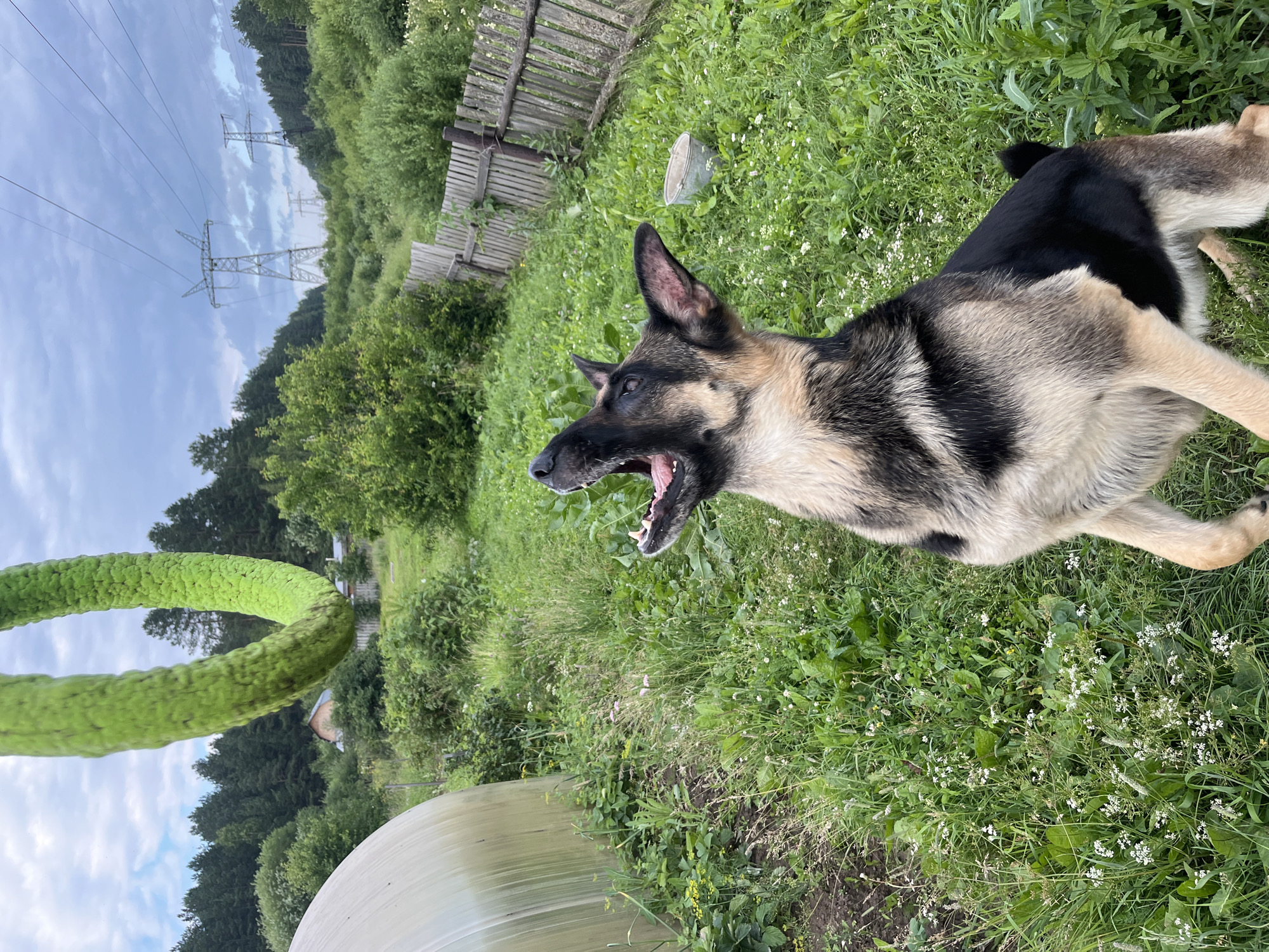 A German Shepherd dog is captured mid-air, attempting to catch a looped green object, possibly a toy, in a grassy yard. The dog's mouth is open, and its eyes are focused on the object above. The background features a greenhouse on the left, a wooden fence, and distant power lines and trees. The scene is set outdoors in a rural or semi-rural environment, possibly on the outskirts of Nizhny Tagil, Russia, indicated by the presence of characteristic power line towers and dense forestation typical of the region. The sky is overcast with clouds.
