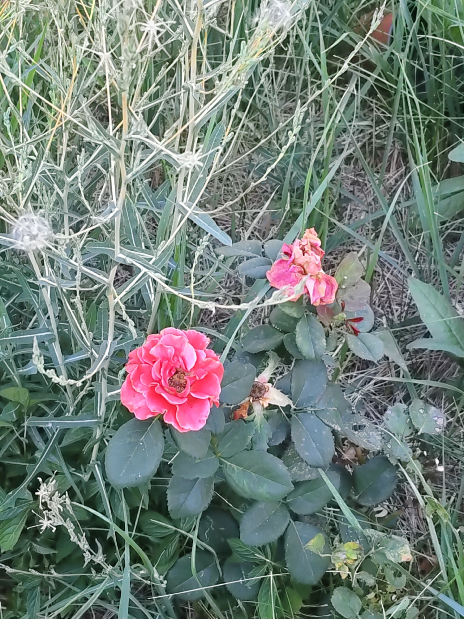 A close-up, top-down, vertical shot shows a single, vibrant pink rose in the lower left quadrant of the frame, surrounded by a dense growth of wild grasses and some dried plant matter. The rose, fully bloomed, displays multiple layers of petals with a darker center. To the right and slightly above the pink rose, a cluster of faded, pinkish-orange flowers, appearing past their prime and somewhat wilted, are visible. The surrounding vegetation is a mix of green blades of grass, some finer, silvery-green stalks, and hints of dried, straw-like material at the base. The overall impression is of a natural, uncultivated setting, possibly a roadside verge or a neglected garden area. No people or man-made structures are present. The image does not provide information to determine a specific location within Rostov-on-Don, Russia.