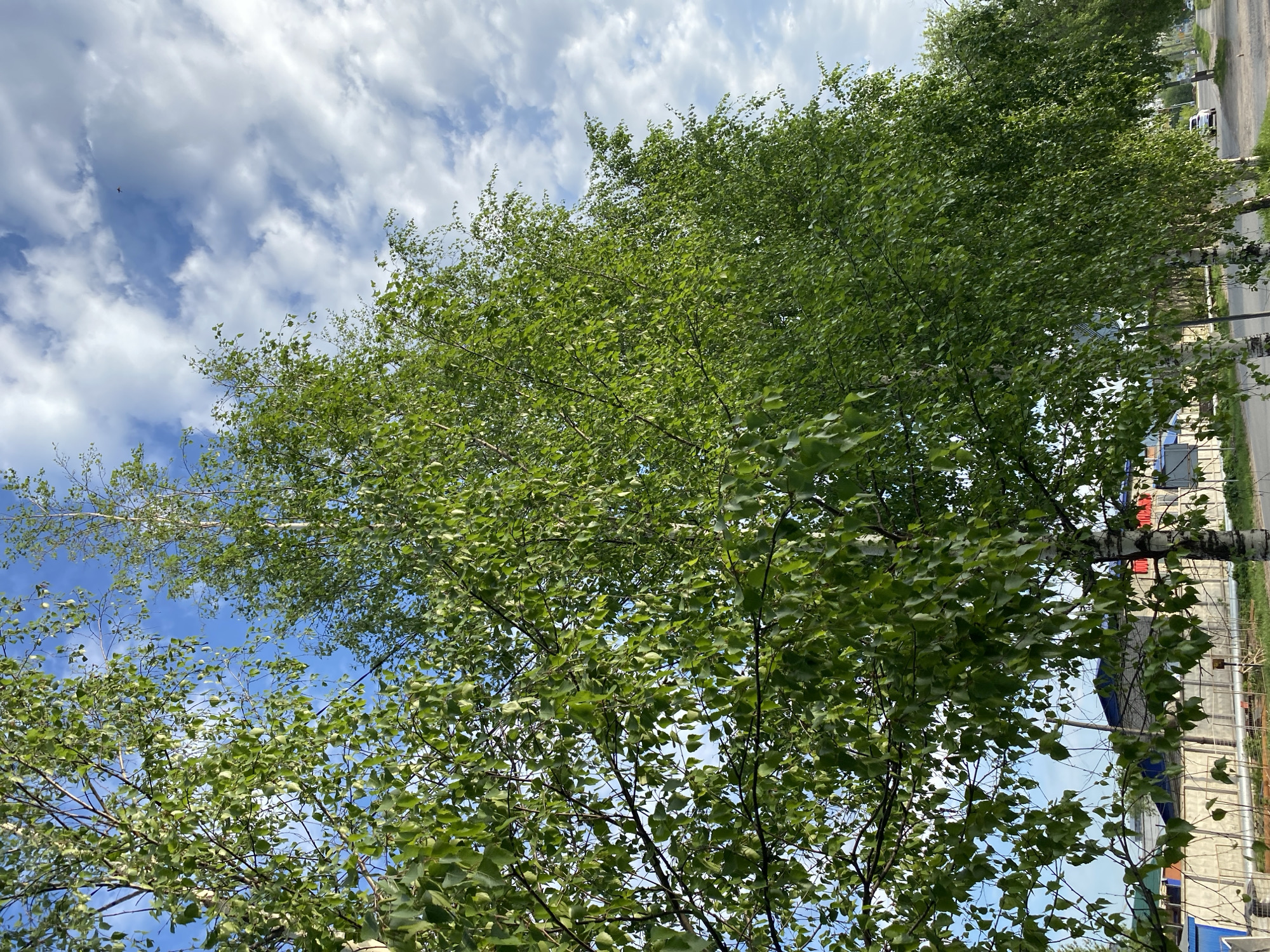 The image shows a view looking up at birch trees with green leaves against a partly cloudy, blue sky. The trunks of the trees are white with black markings, characteristic of birch. In the background, there is a road and indistinct buildings. The photograph may have been taken in a park or urban green space in Chaikovsky, Russia.