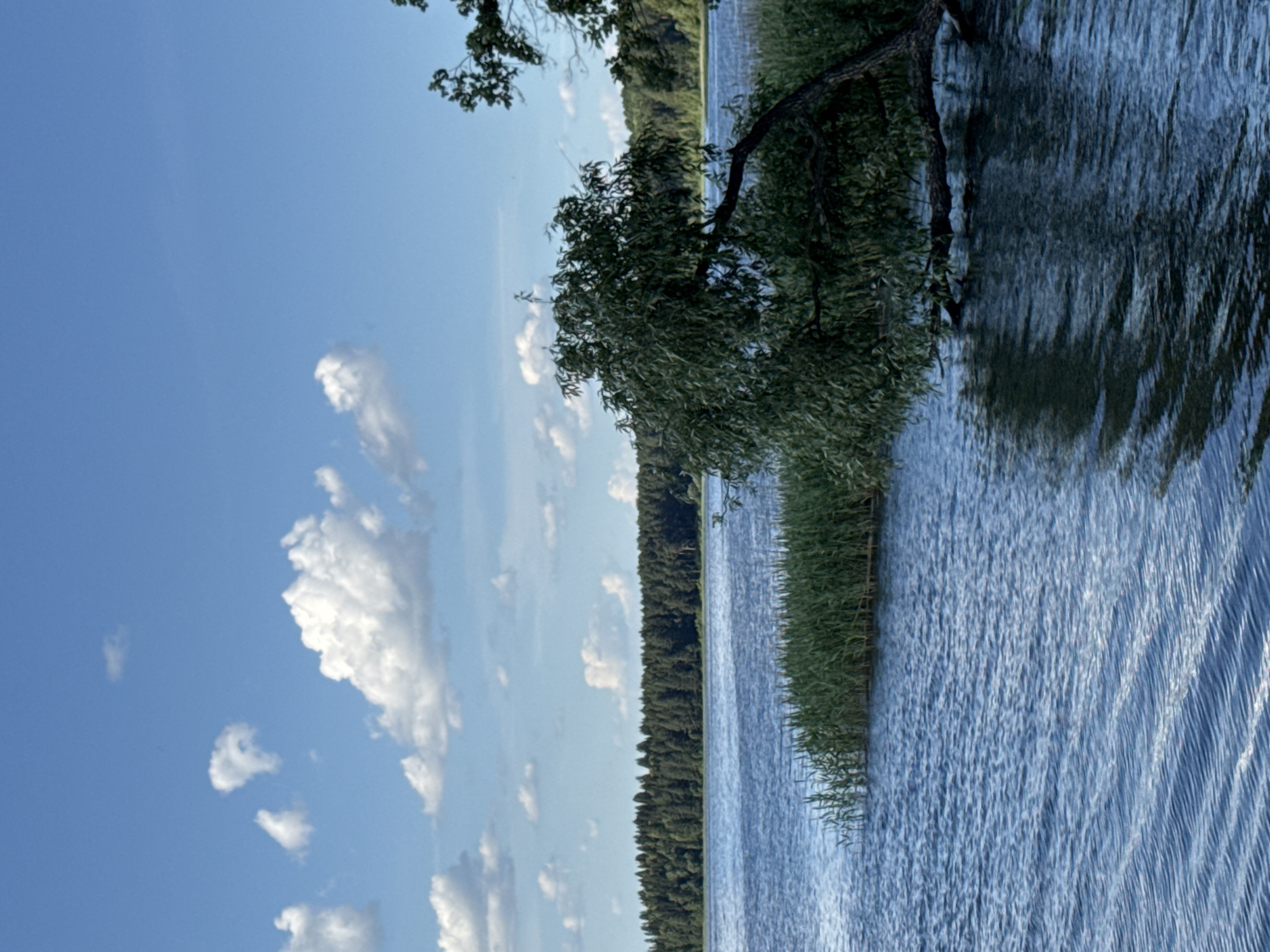 The image depicts a tranquil natural scene by a body of water, likely a lake or river, given the context of Votkinsk, Russia. The composition is dominated by the sky and the water, with a prominent tree branch extending from the left side of the frame, its leaves creating a dappled shadow on the water's surface. The water itself is a vibrant blue, rippled by a gentle breeze, reflecting the sky and the surrounding greenery. Along the far bank, a dense line of trees creates a dark, verdant backdrop, suggesting a forest or wooded area. On the right side of the image, tall reeds or grasses grow along the water's edge. The sky is a clear, bright blue, punctuated by several fluffy white clouds, indicating fair weather. The lighting suggests it is daytime, possibly late afternoon, given the angle of the light and the overall brightness of the scene. There are no people or man-made objects visible, emphasizing the natural beauty of the location. The overall mood conveyed is one of peace and serenity. No visible text is present in the image.
