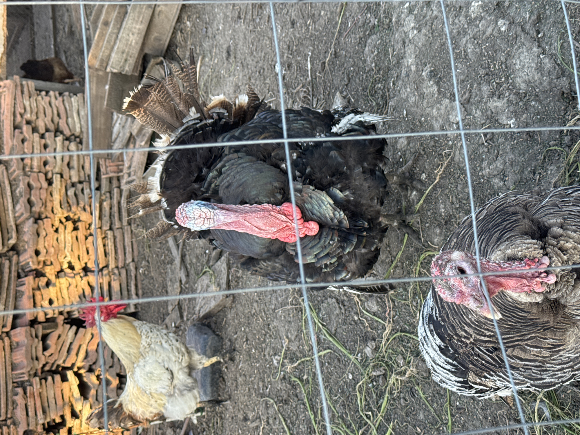 The image shows a view through a wire fence. On the left of the fence, there is a stack of what appears to be terracotta roof tiles. A rooster is visible near the base of the tile stack. Beyond the fence, there are two turkeys and an area of dirt and some grass. The image was taken in Sarnevo, Bulgaria.
