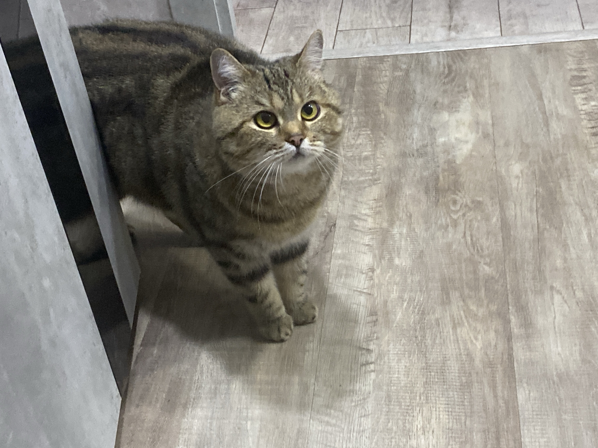 An indoor scene depicts a domestic cat standing on light-colored wooden laminate flooring. The cat, a brown and grey tabby with distinct dark stripes, has a stocky build and prominent white whiskers. Its large, round eyes are bright yellow/amber, focused upwards and slightly to the viewer's right. The cat's left side is partially obscured by a light grey vertical structure, possibly a wall or door frame. The floor consists of two distinct sections of laminate flooring, separated by a thin white transition strip in the upper right quadrant of the image. Shadows from the cat and the vertical structure are cast on the floor. The lighting suggests an indoor artificial source. The location is Unknown, Unknown.