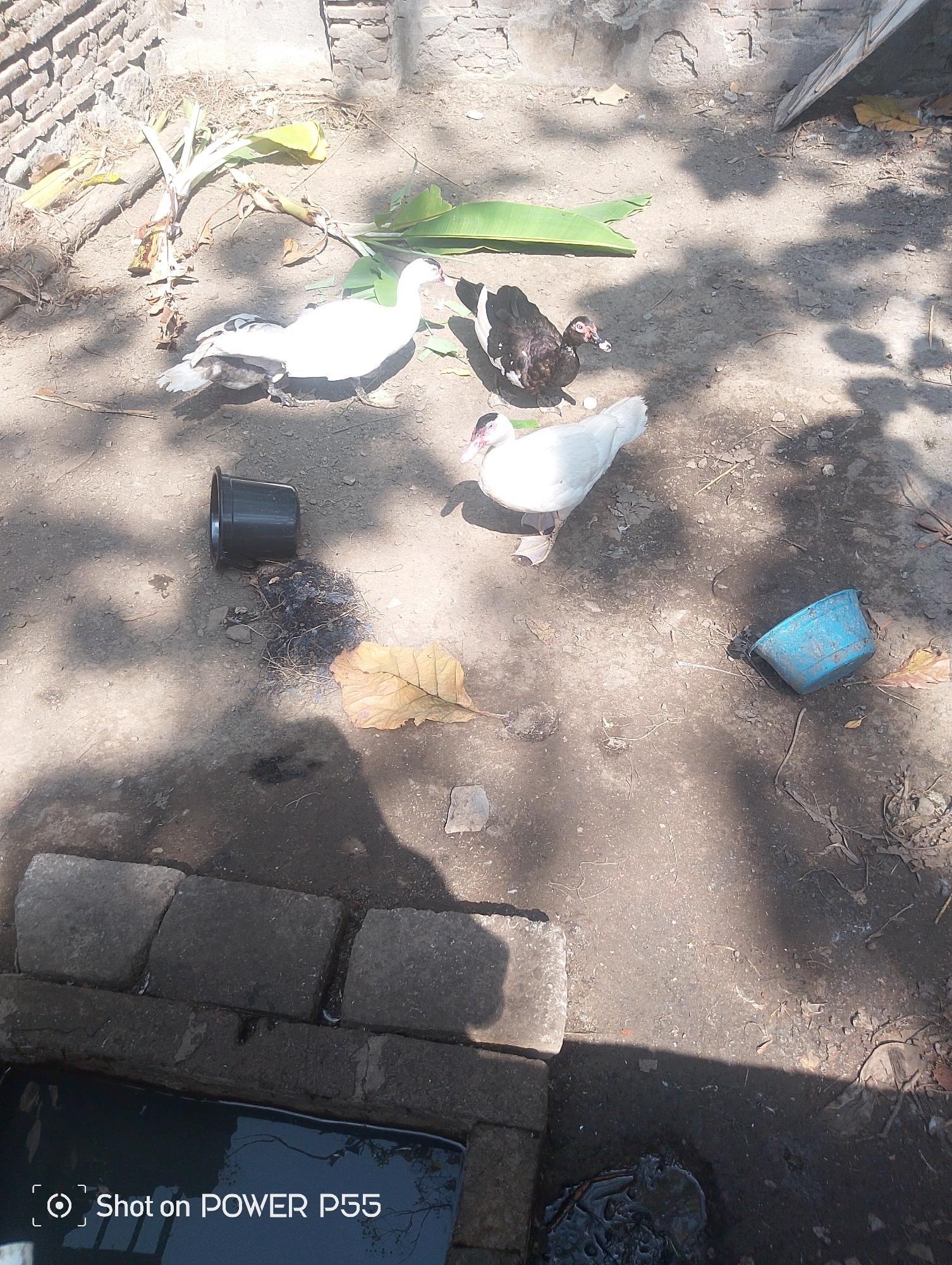 The image shows three ducks on a dirt ground. Two of the ducks are white, and one is black and white. There are some dried leaves and banana tree parts scattered on the ground. A black plastic pot and a blue plastic bucket are also visible. In the foreground, there is a small body of water with some bricks surrounding it. The scene appears to be an outdoor area in Lebaksiu, Indonesia, possibly a backyard or a farm. The lighting suggests it is daytime, with shadows cast by trees or structures.