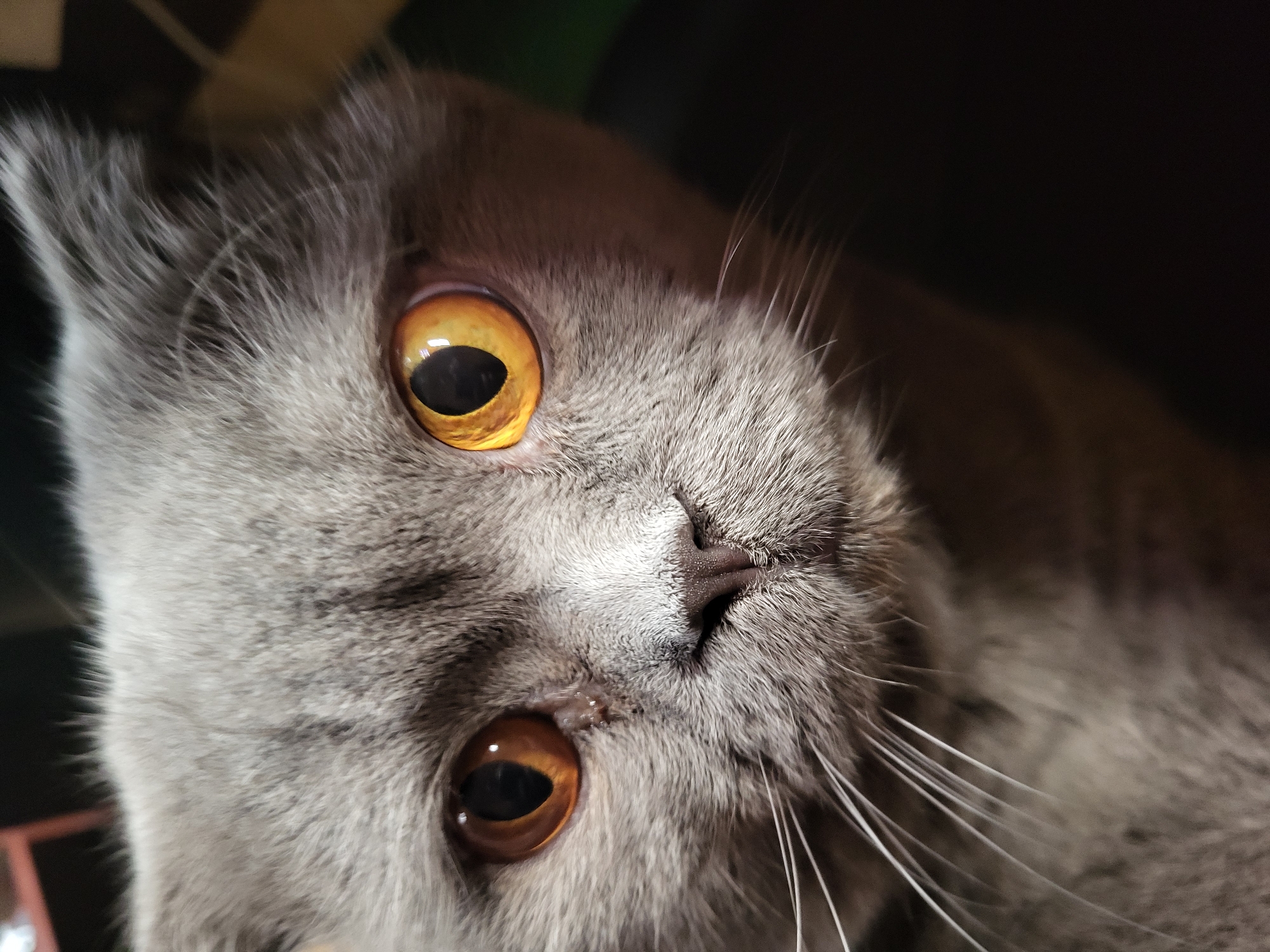 A close-up, eye-level, portrait of a grey Scottish Fold cat's face. The cat's eyes are large, round, and a bright amber color with black pupils. Its nose is small and dark. The cat's fur is short and soft, with subtle variations in grey tones. The background is dark and out of focus, making the cat the clear subject of the image. The lighting is dim, casting shadows on the cat's face, but illuminating its eyes. The cat is positioned slightly off-center to the right.
