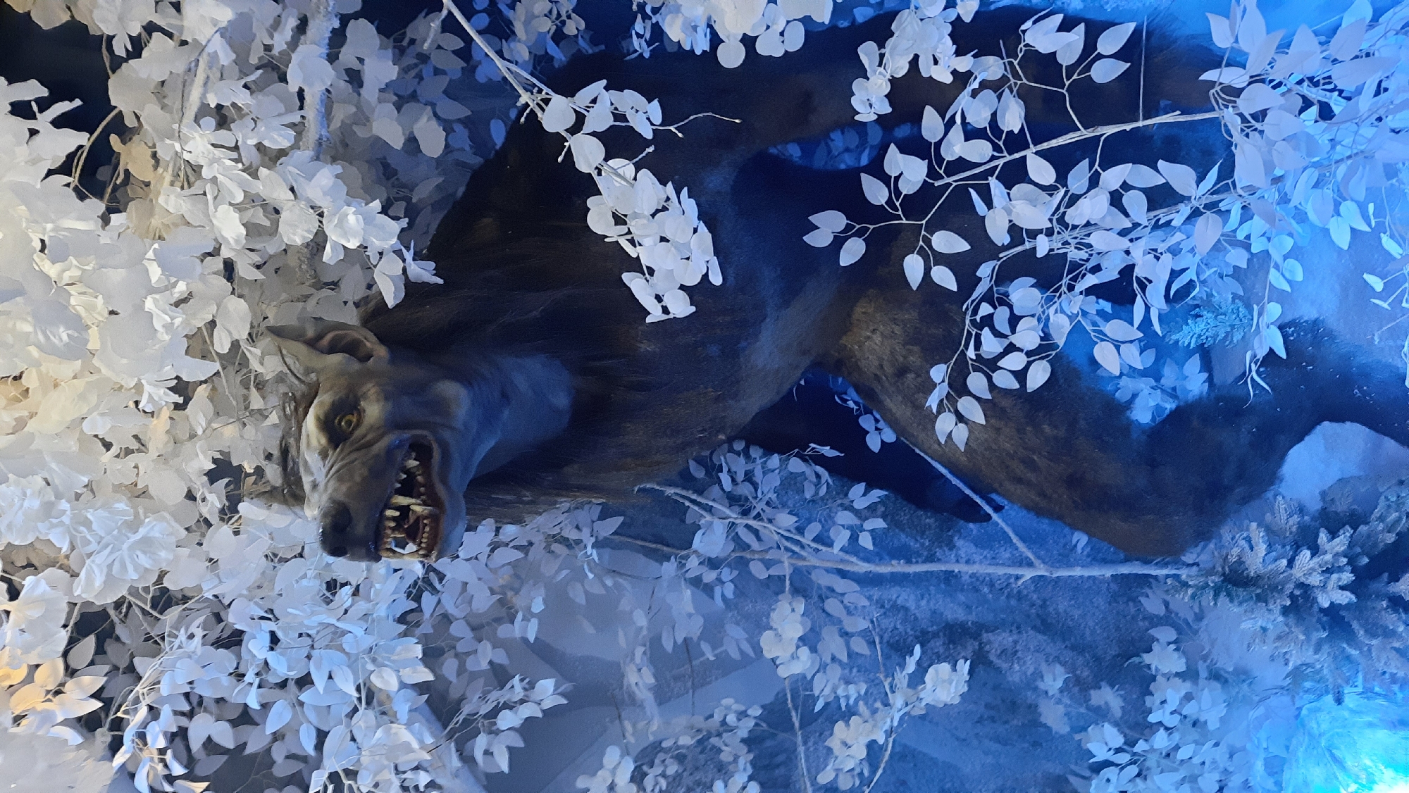 This is a vertical, eye-level, full-shot photograph of a life-sized animatronic werewolf display. The creature is depicted standing amidst artificial, pale white foliage and branches, which are illuminated by a cool blue light. The werewolf has a grey, wolf-like head with yellow eyes, sharp teeth bared in a snarl, and pointed ears. Its body is covered in dark, shaggy fur. The background is a dark, shadowy scene with hints of more white foliage and a rocky texture. The lighting suggests a nighttime or eerie setting. The image does not provide any information about a specific location in Minsk, Belarus.