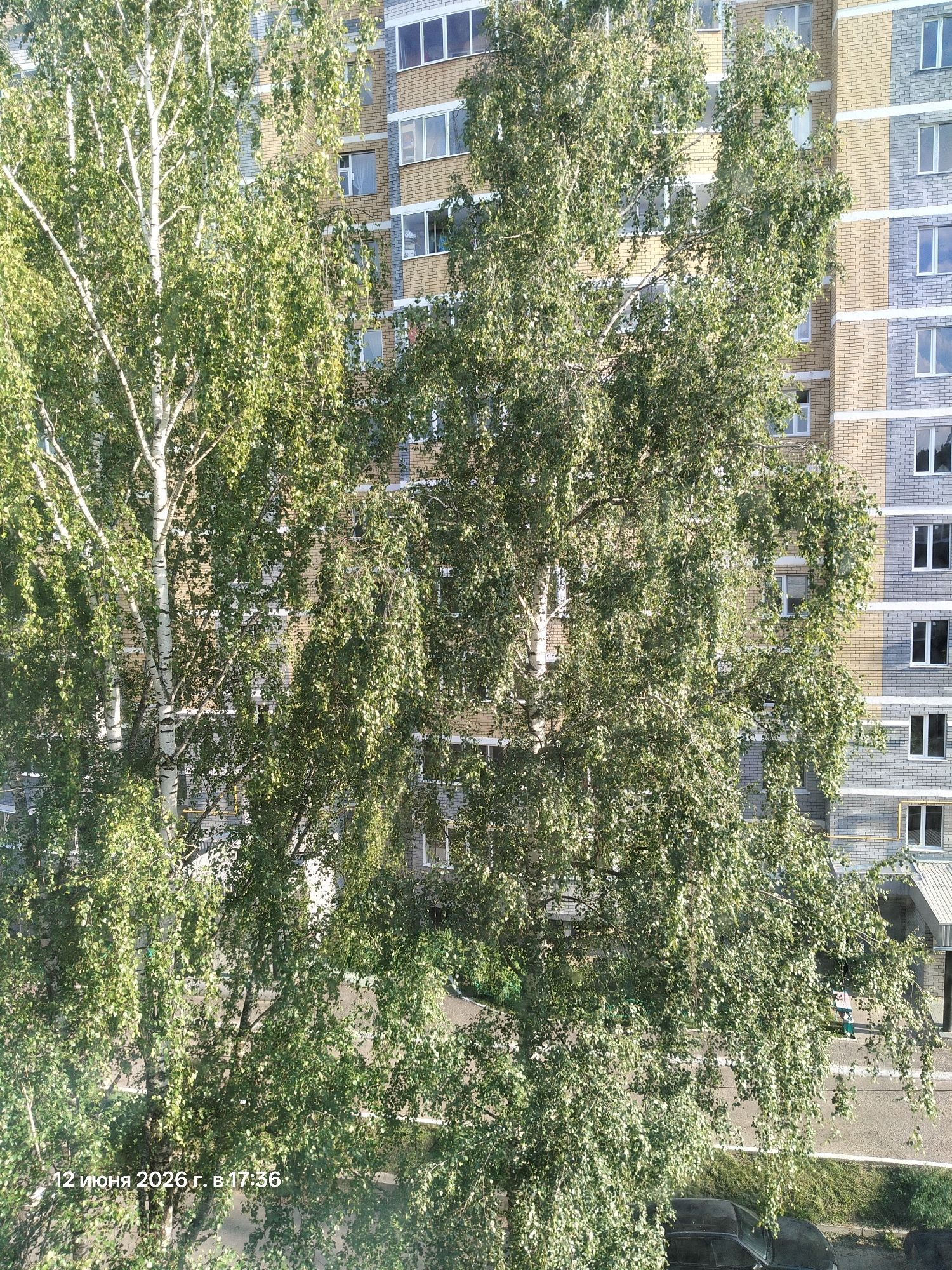 A full shot captures a residential building with birch trees in the foreground. The building is constructed with a mix of yellow and grey bricks, featuring multiple windows on each floor and white trim around them. The birch trees have distinct white trunks with dark markings and are covered in abundant green leaves, some of which are partially obscuring the building. The ground level shows a paved area with some greenery and a parked black car. A date and time stamp in Russian, "12 июня 2026 г. в 17:36", is visible in the lower left corner of the image.