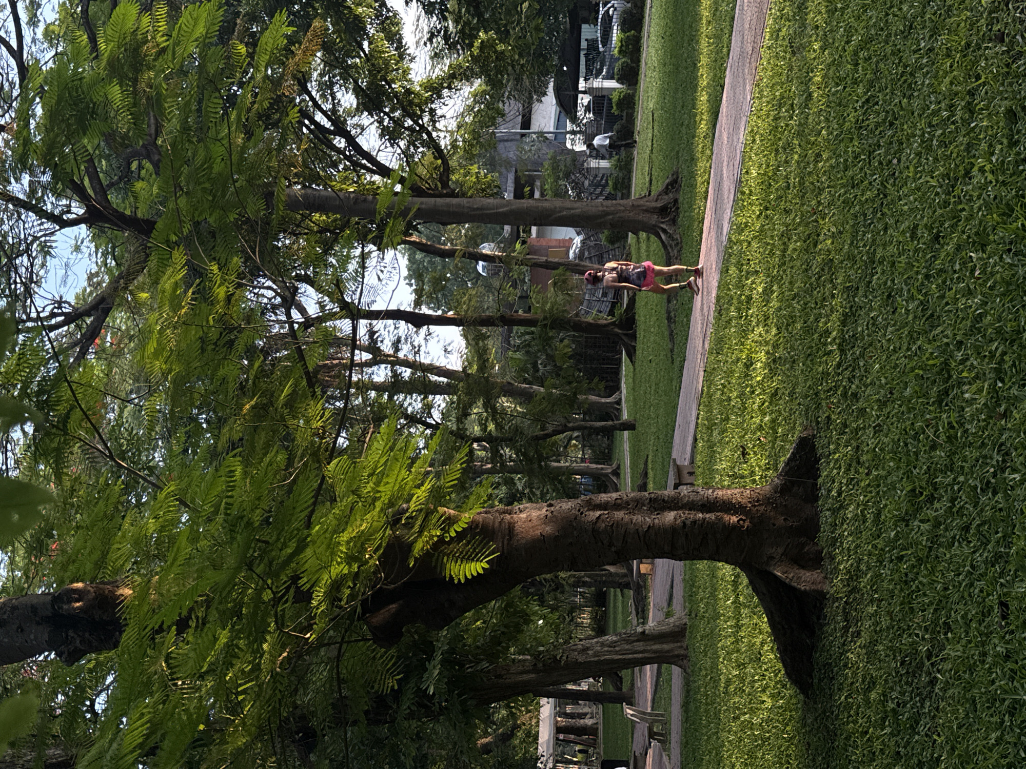 An eye-level shot captures a tree-lined pathway in a park, with a woman jogging along the path. The location is likely in Hà Nội, Vietnam, based on the architecture of the buildings visible in the background. The woman is wearing a red top and shorts, and a helmet, indicating she is jogging for exercise or sport. The pathway is bordered by grass and trees, with a bench and some objects visible in the distance. A large tree in the foreground dominates the left side of the image, its branches extending towards the sky. The scene conveys a sense of tranquility and outdoor activity in an urban setting.